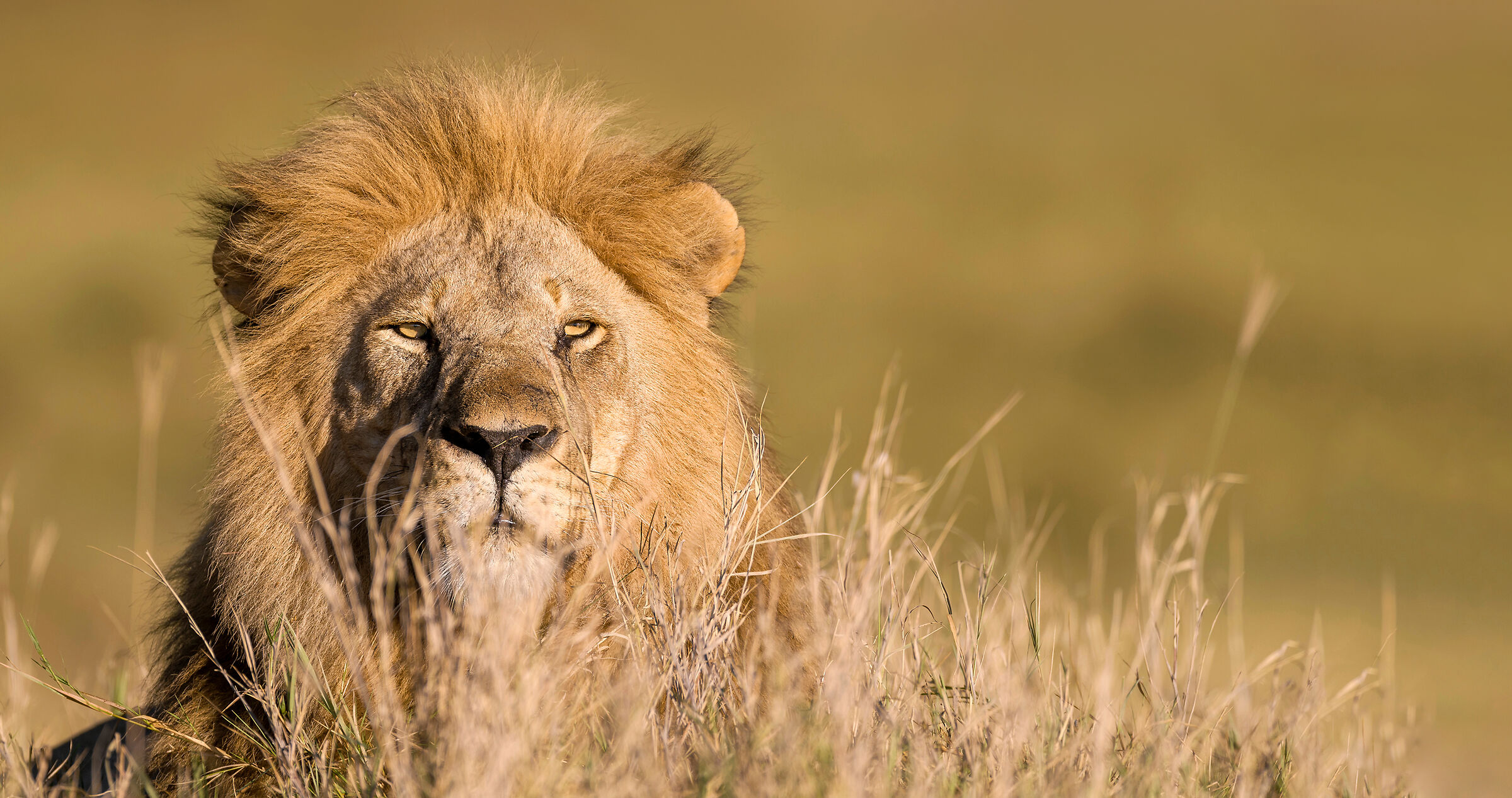 Lion, Serengeti....