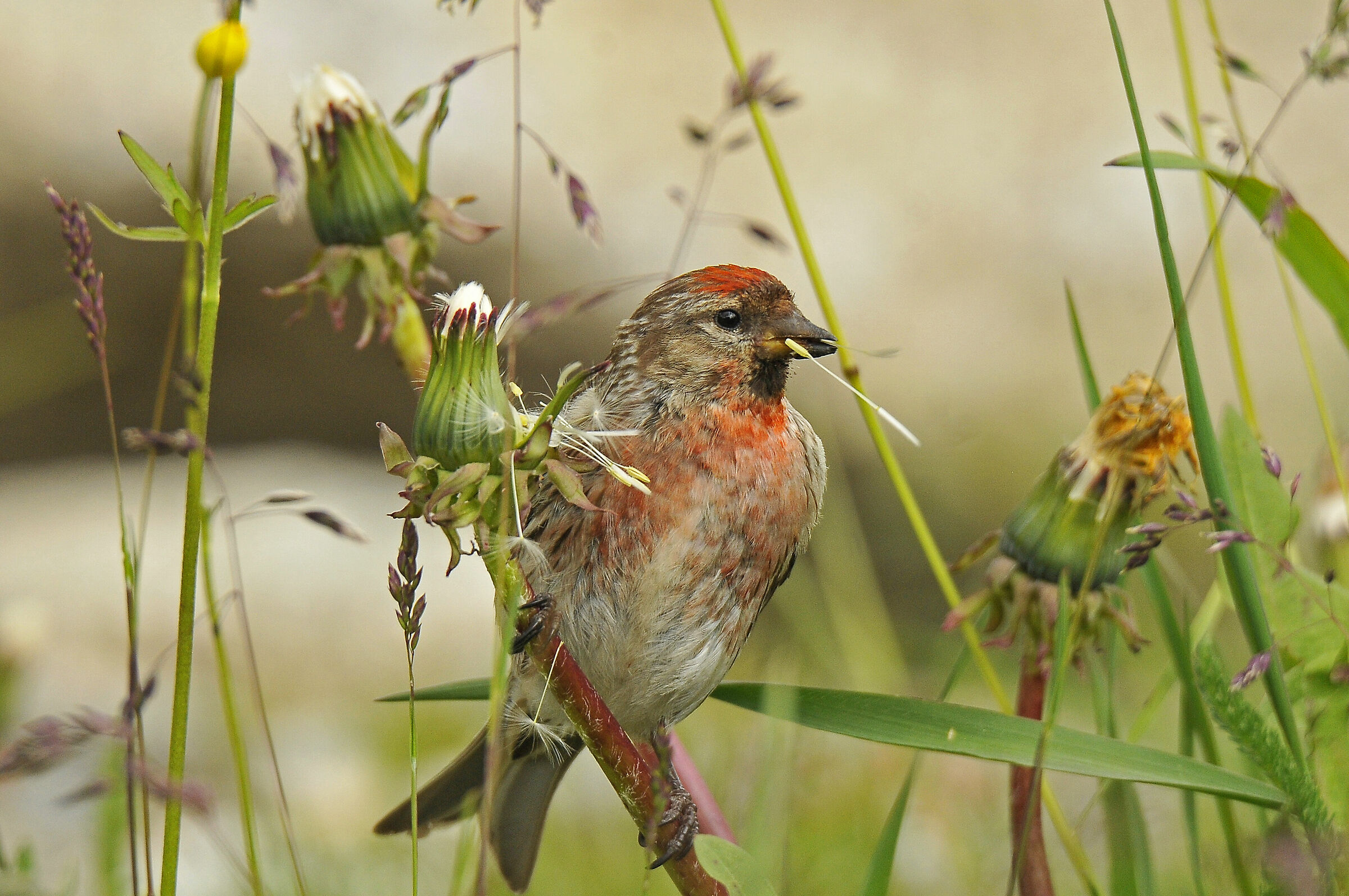 Organetto (Redpoll)...