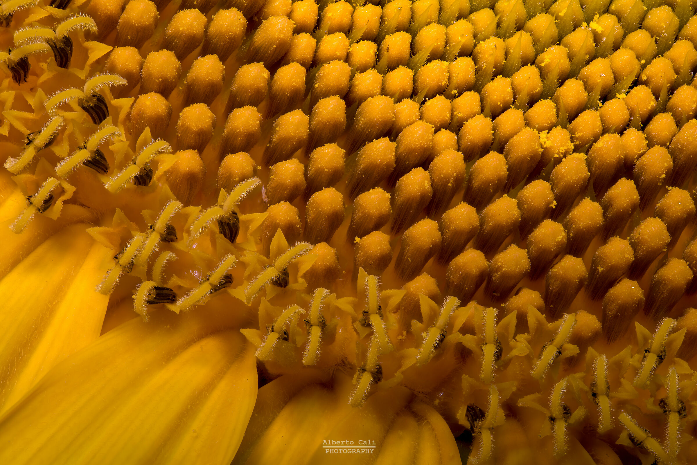 Sunflower detail...