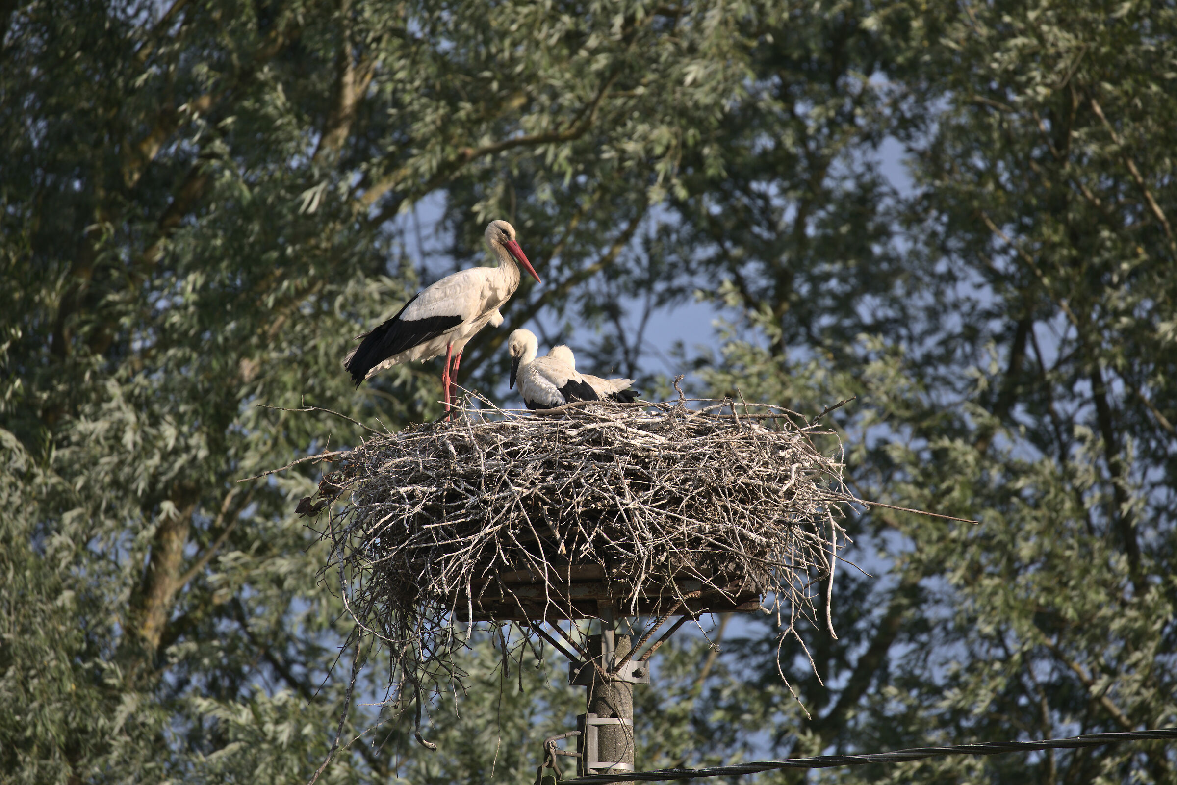 Family of storks that seem to be in isolation....