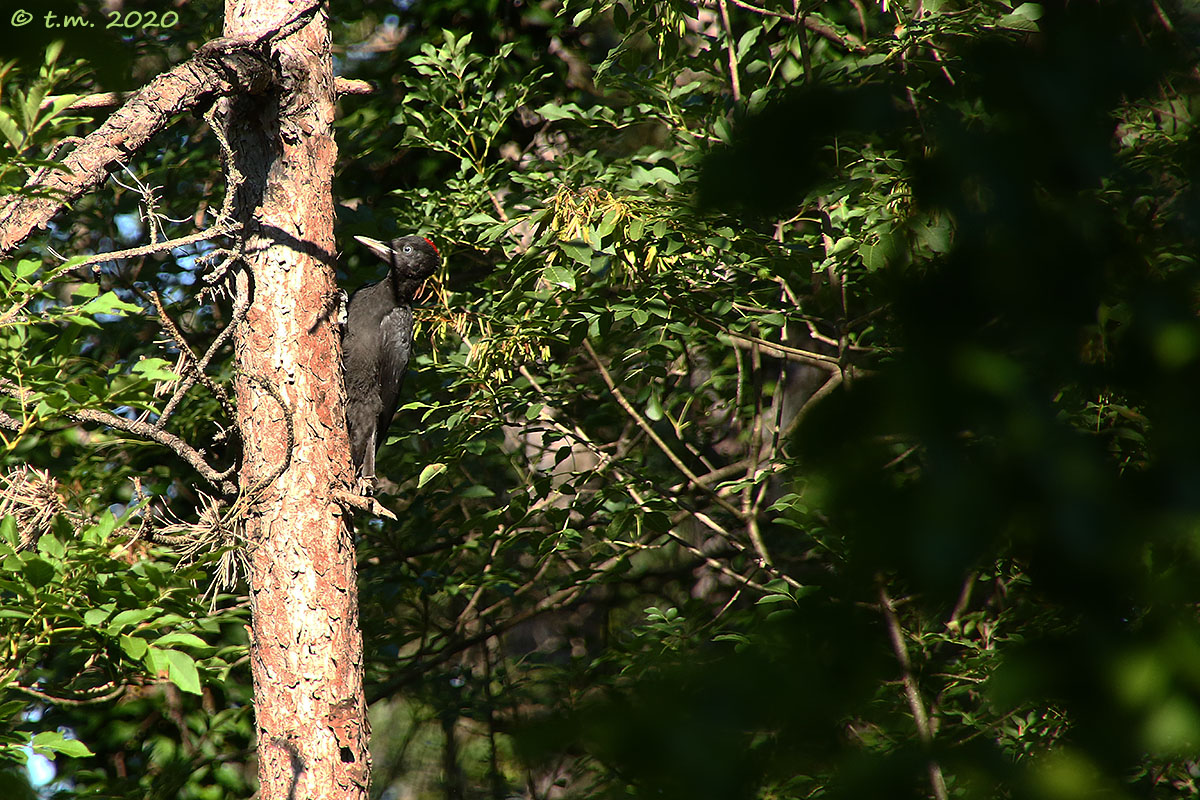 Black woodpecker (f)...