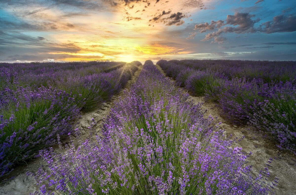 Lavender-scented sunset...