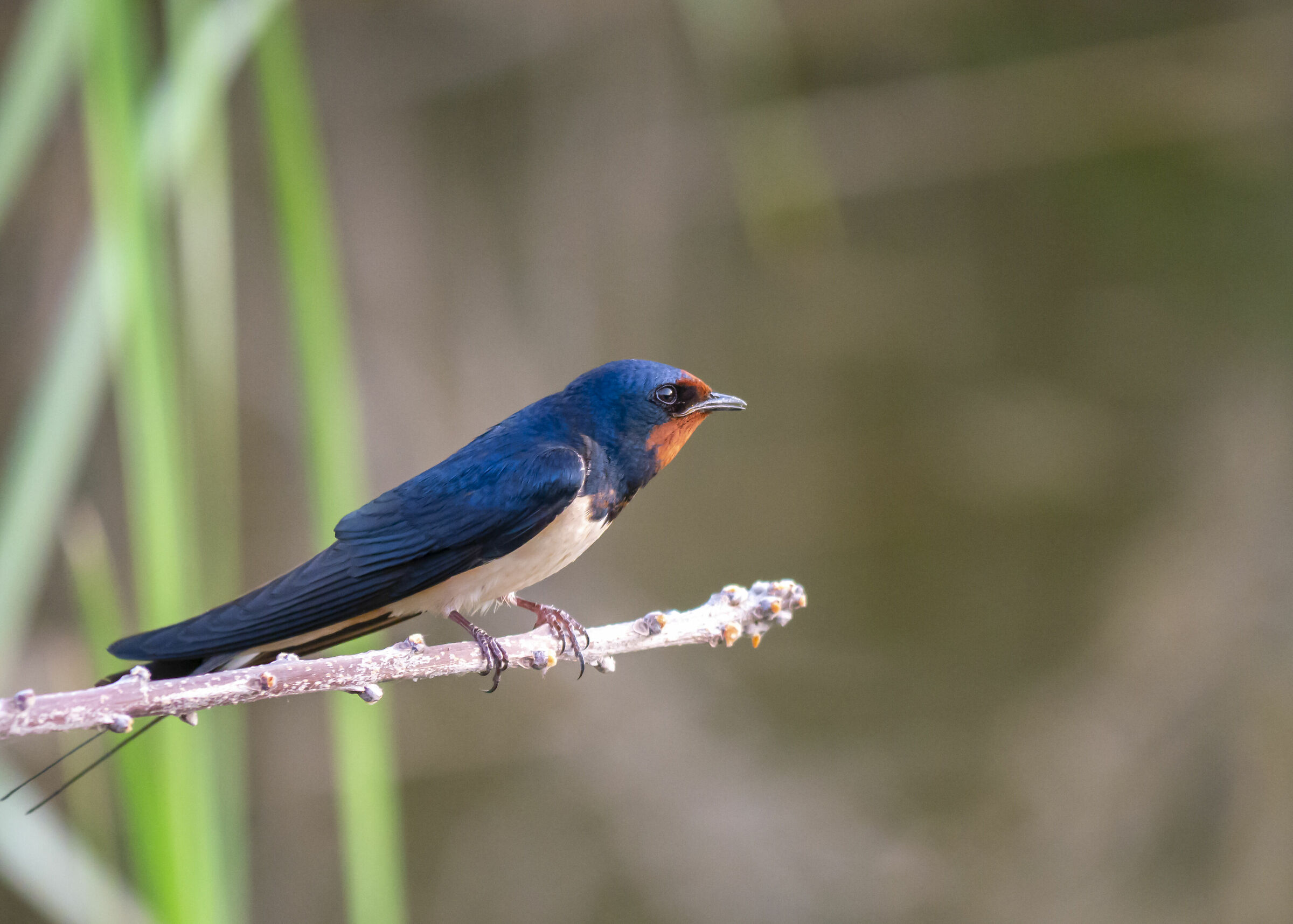 Kissed by the last lights of the day (Hirundo rustica)...