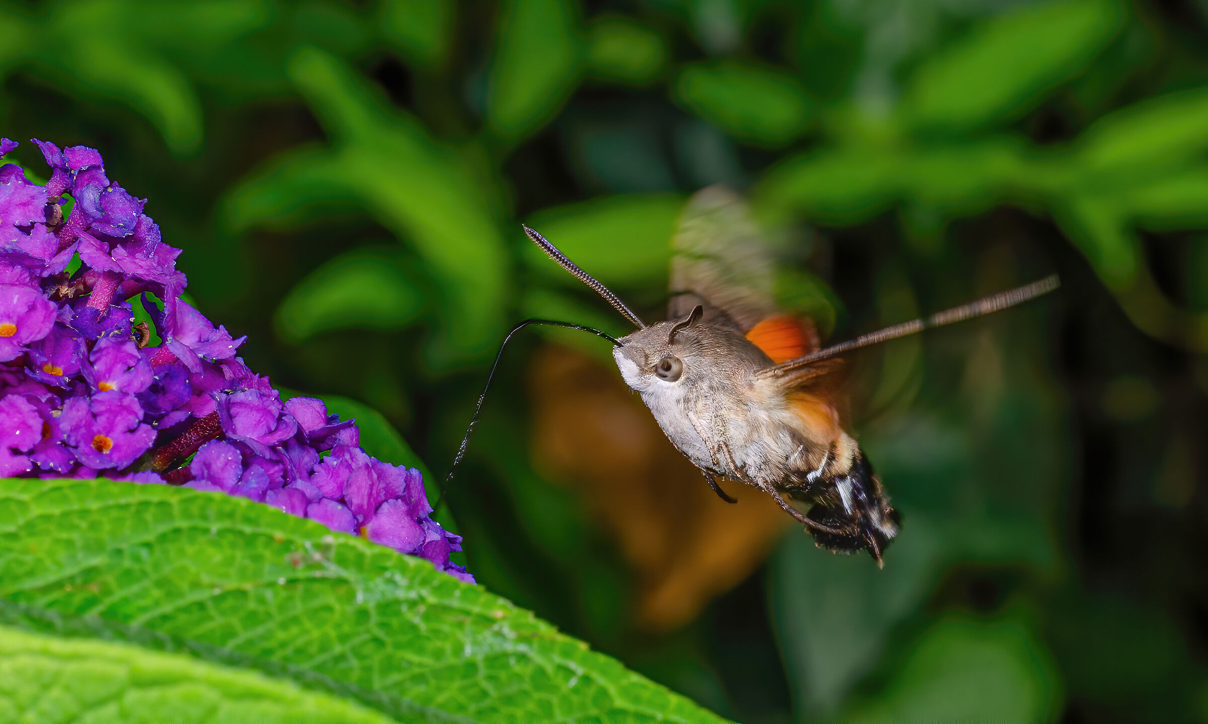 Hummingbird hawk moth...