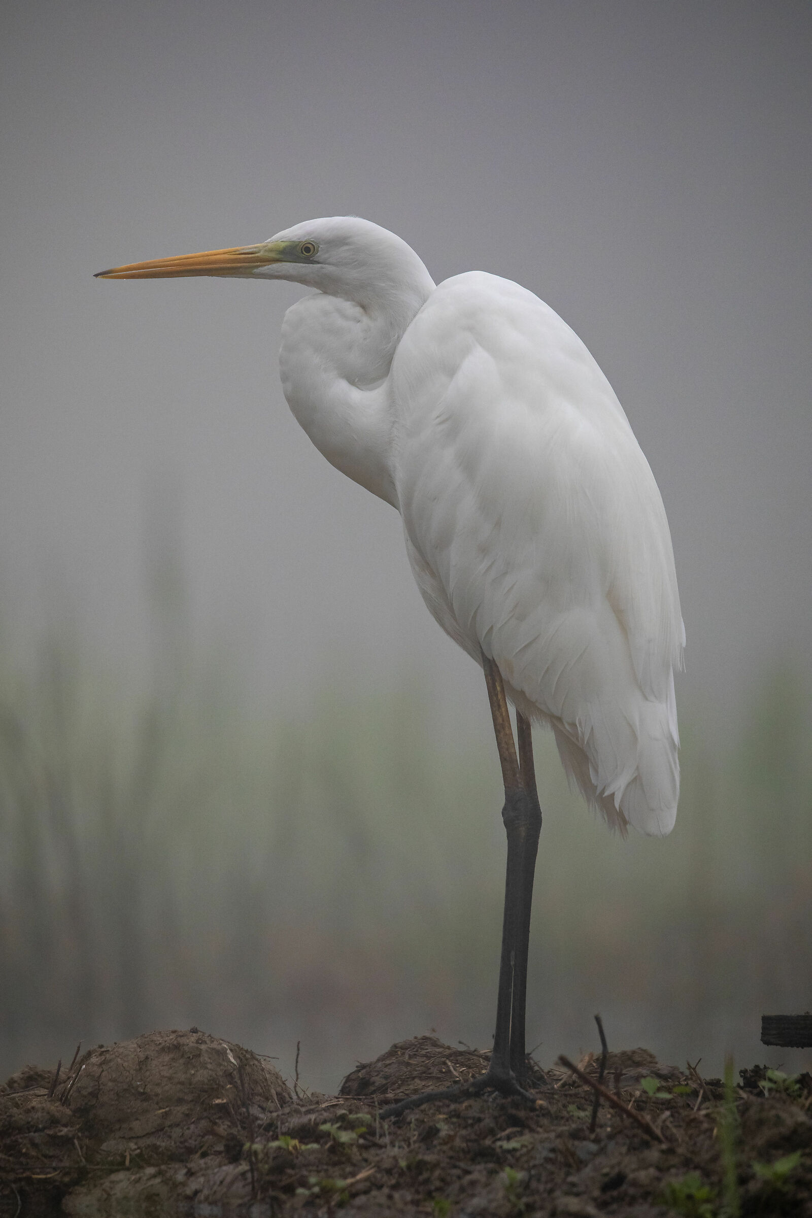 white heron on a foggy day...