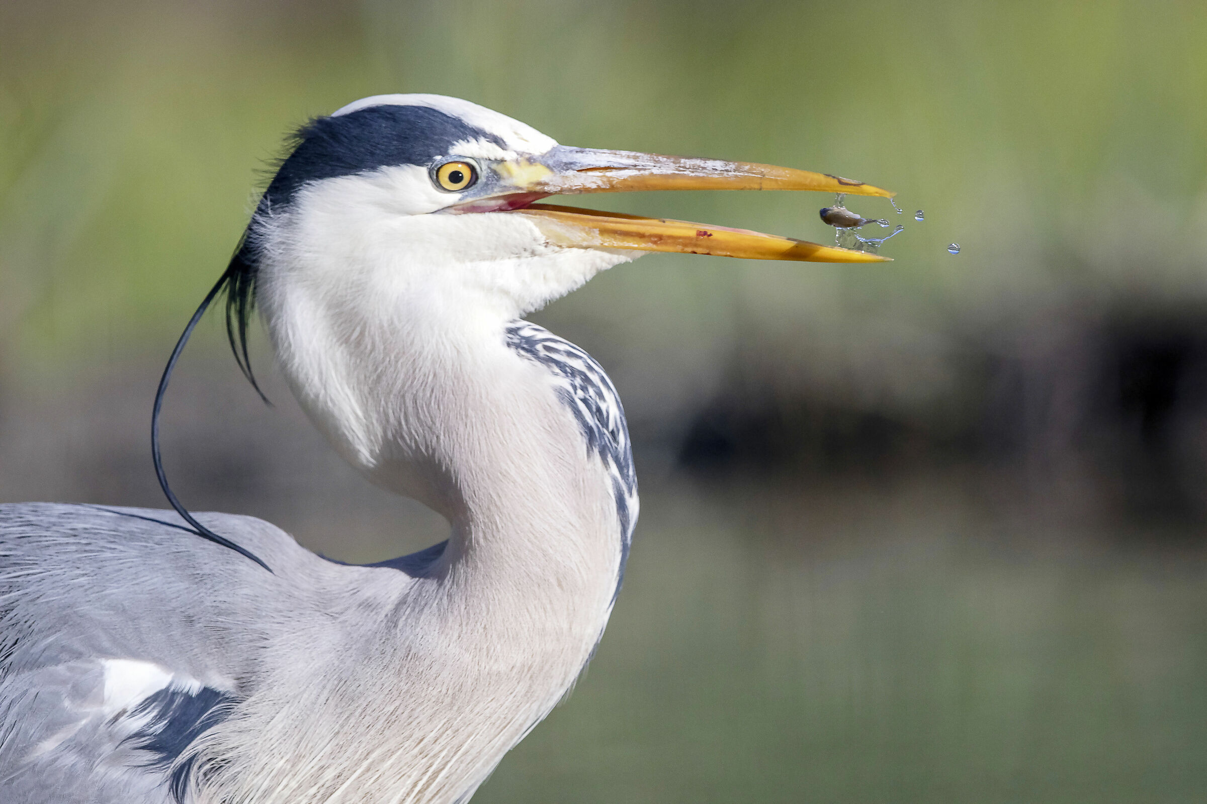 cinerino heron with minnow...