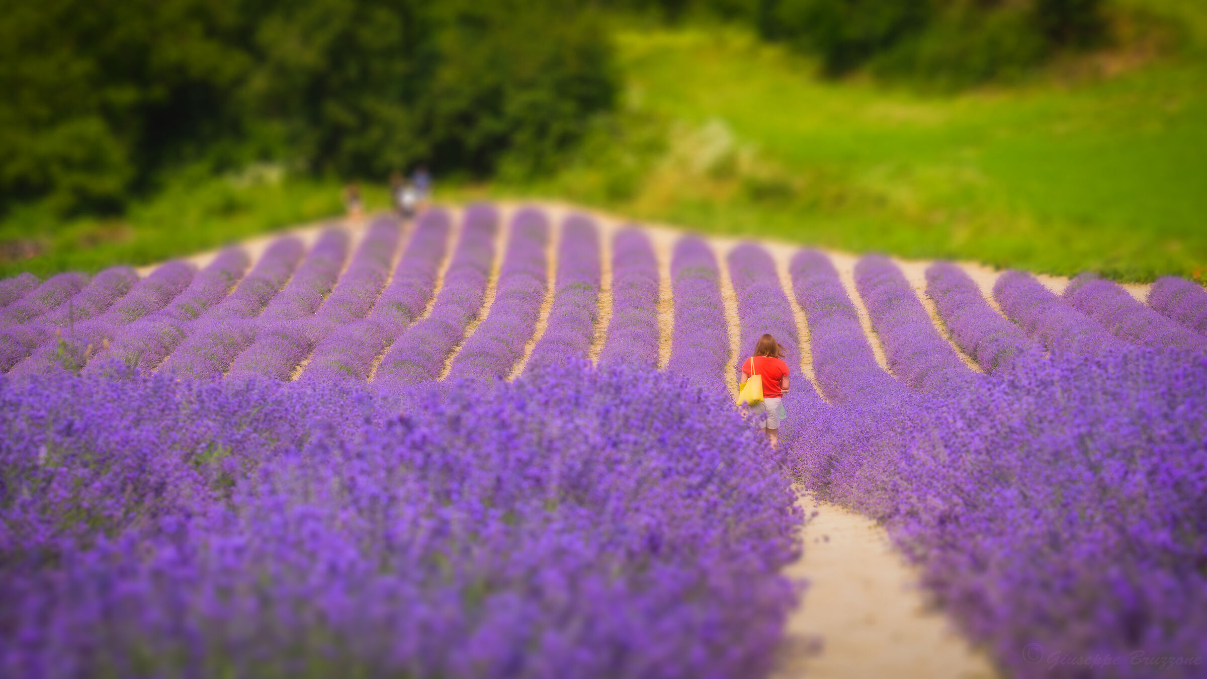 Lavender Fields...