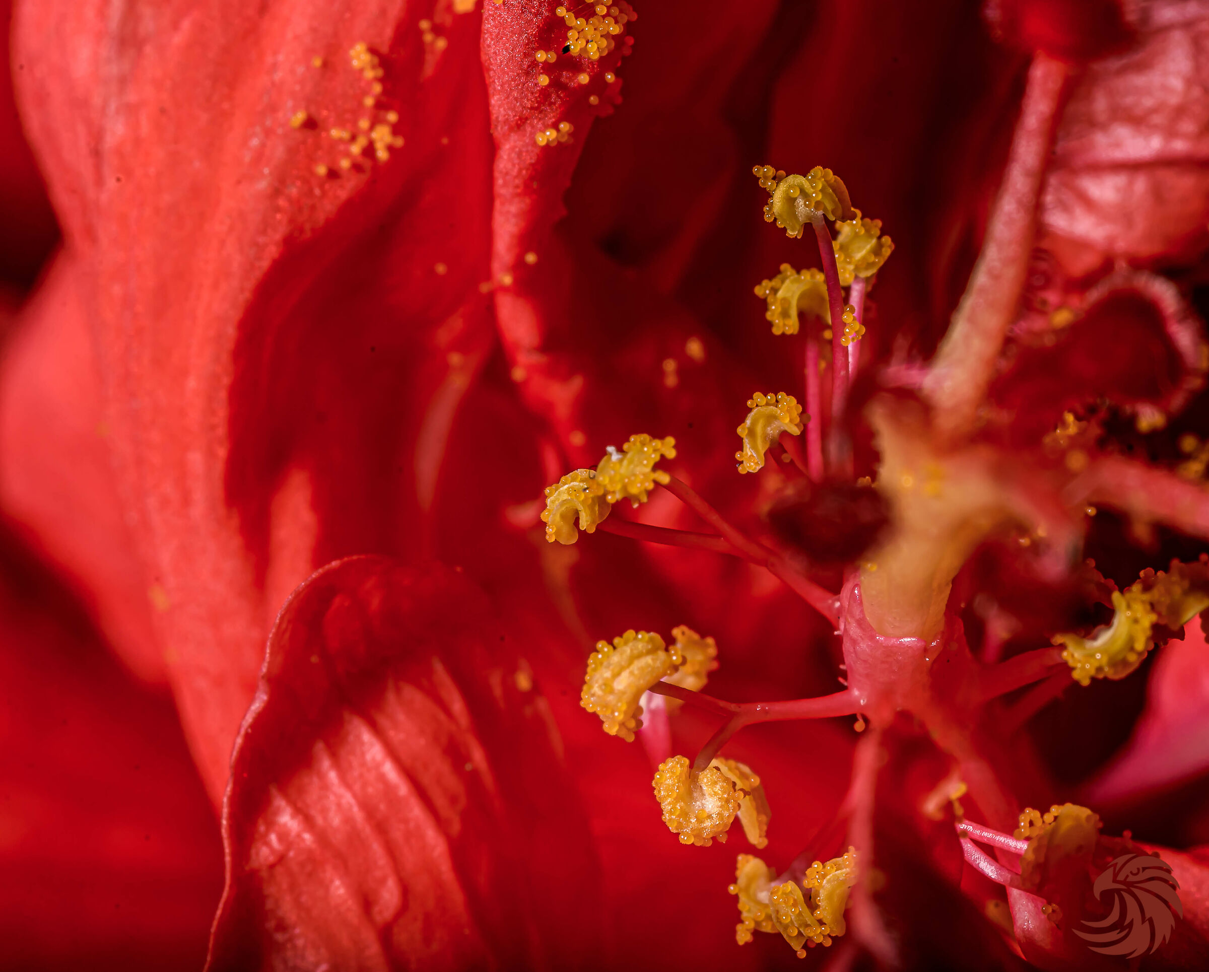 Hibiscus pollen...