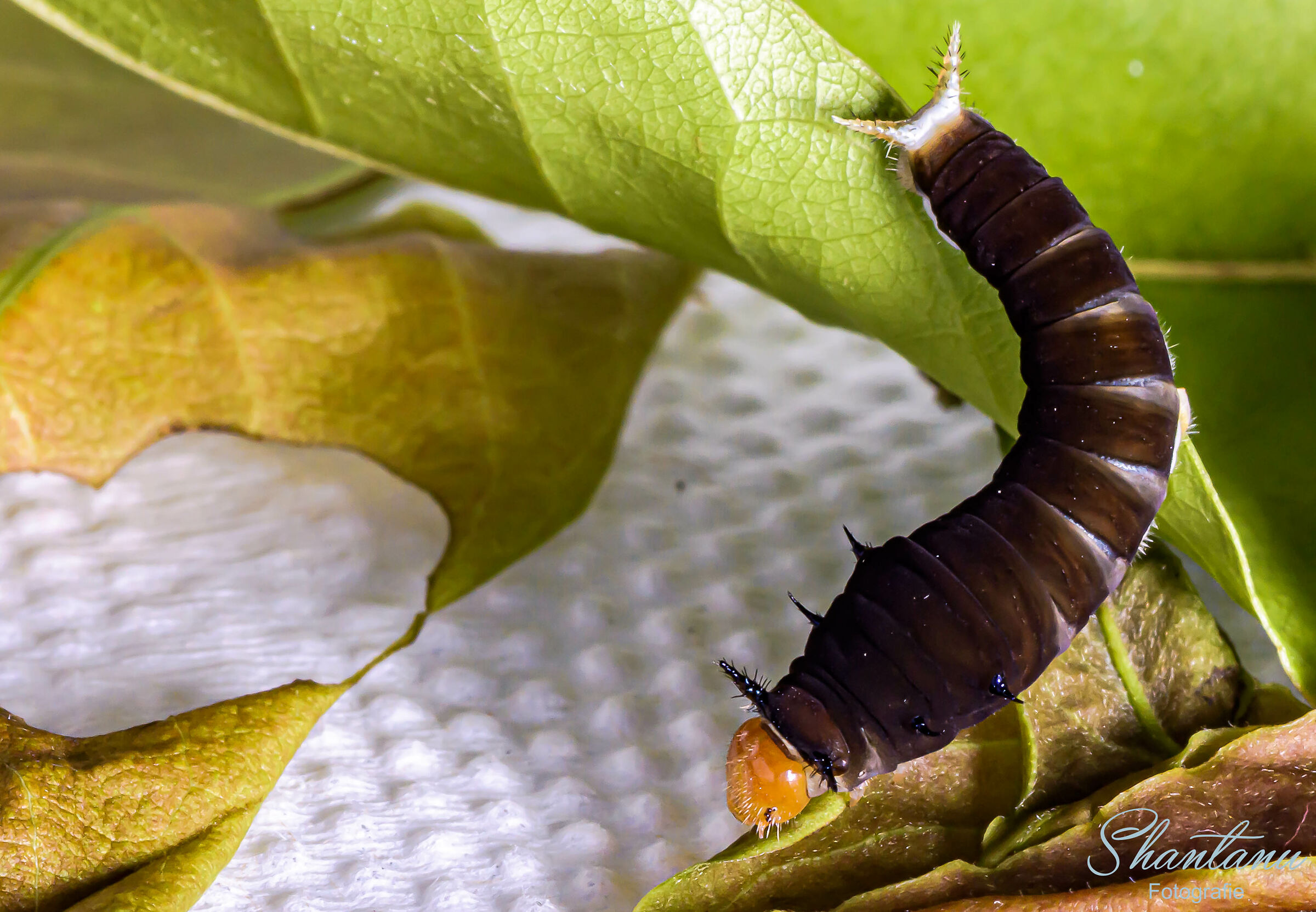 Common Jay Caterpillar...