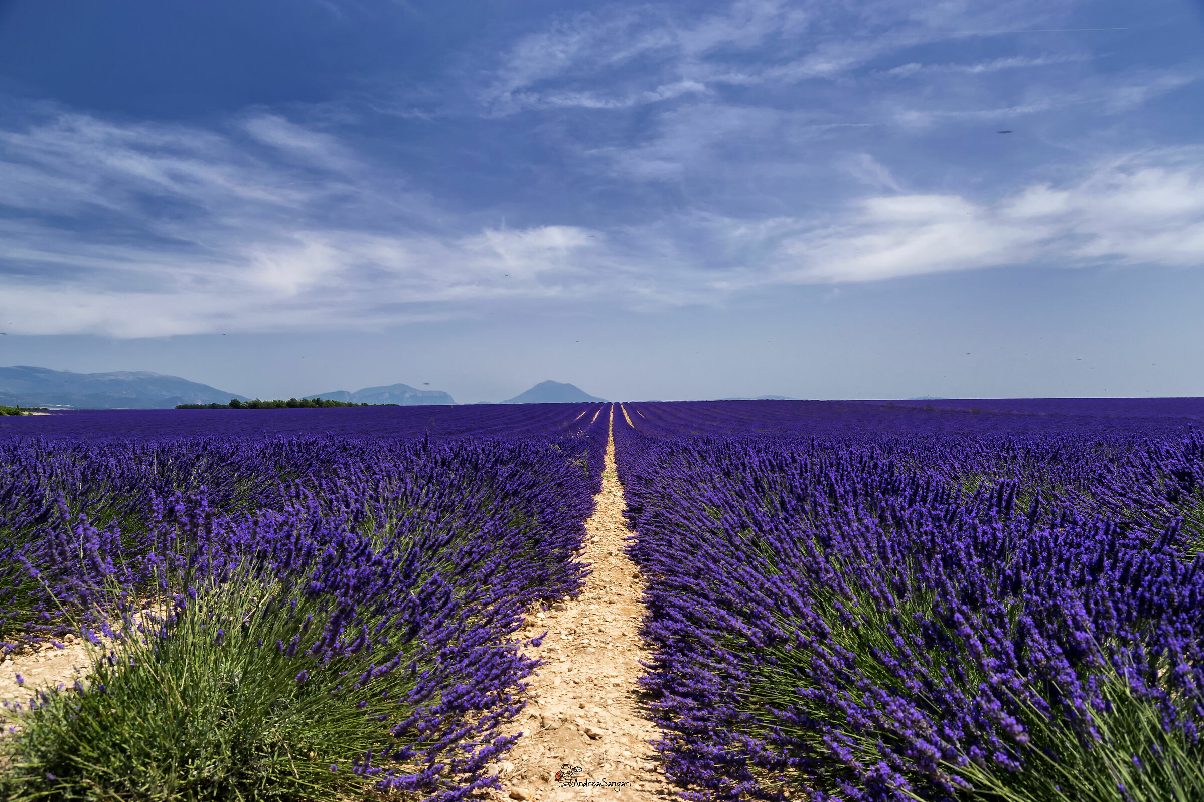 The lavender paradise...