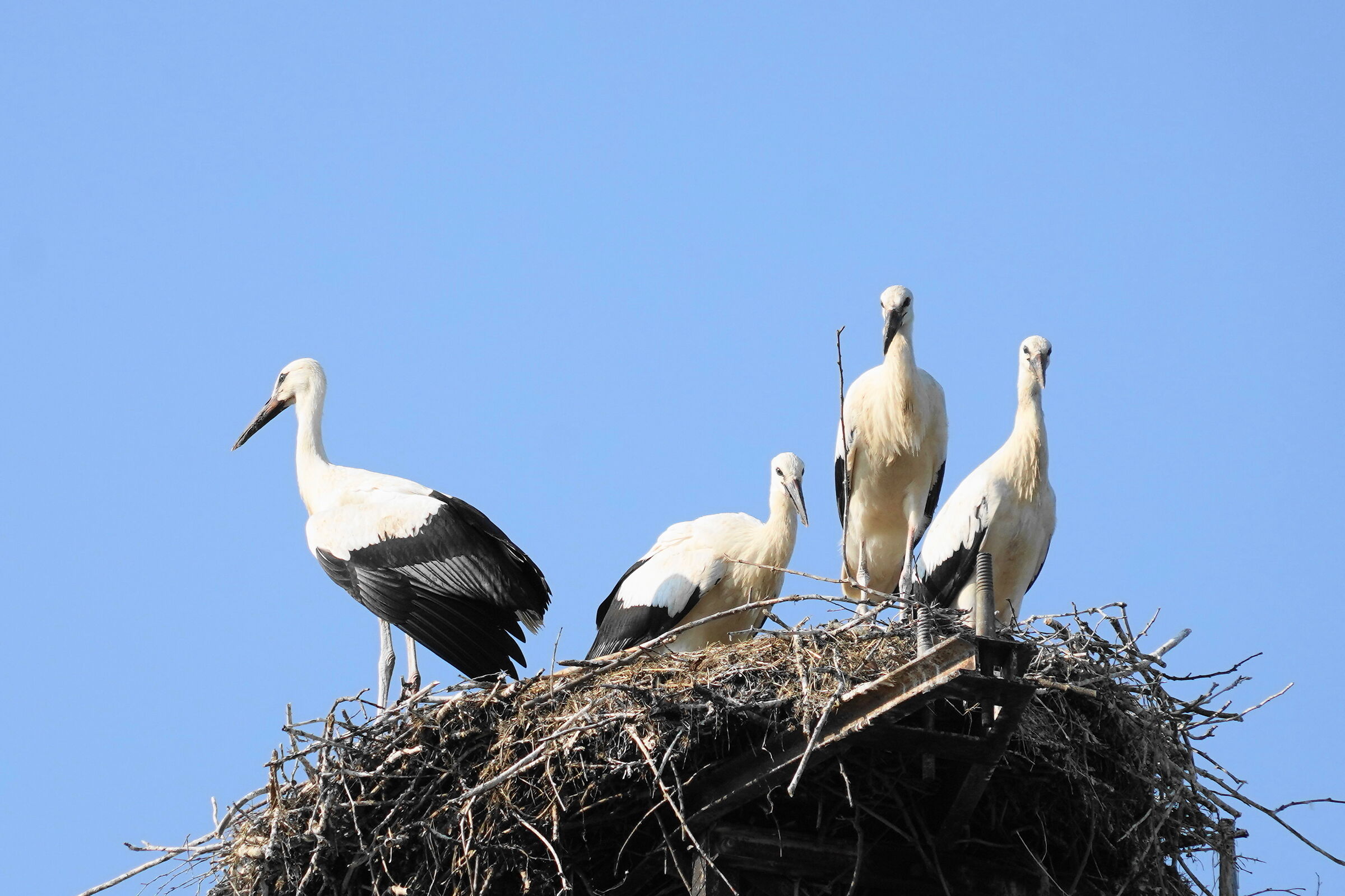 beautiful brood of storks...