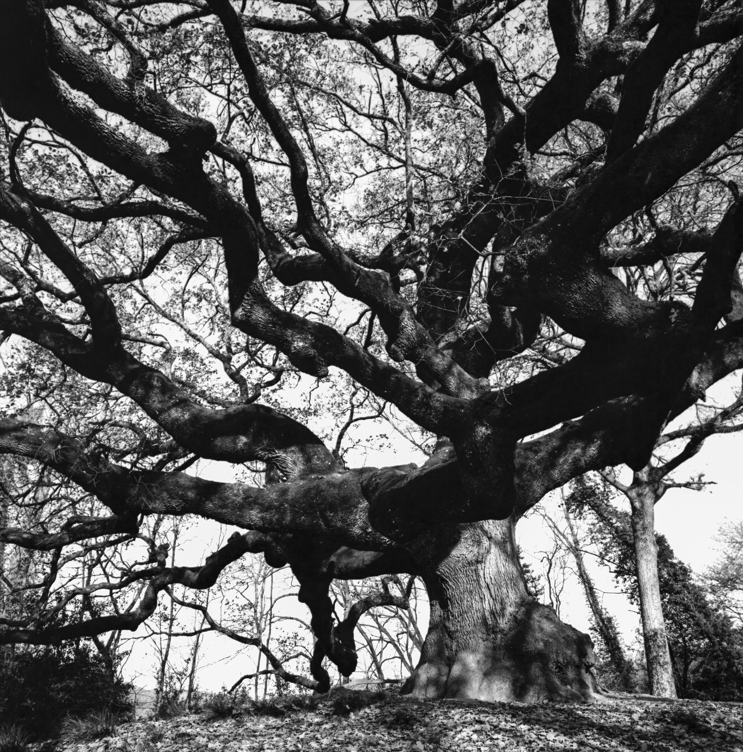 The Witch Oak...