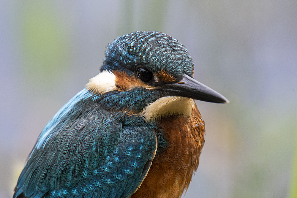 Kingfisher...