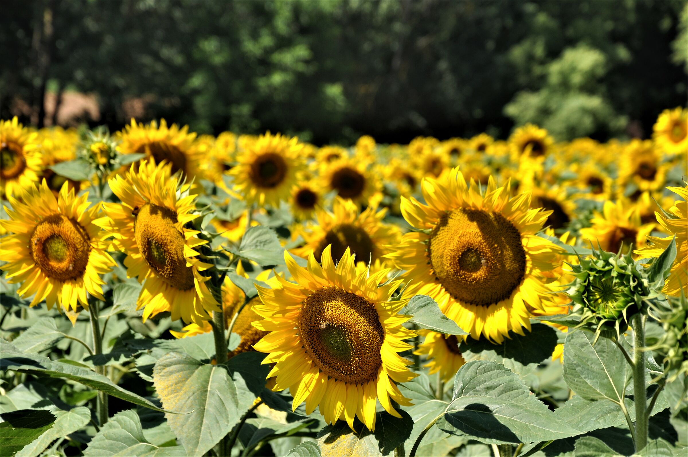 Sunflowers in Altavilla Monferrato...