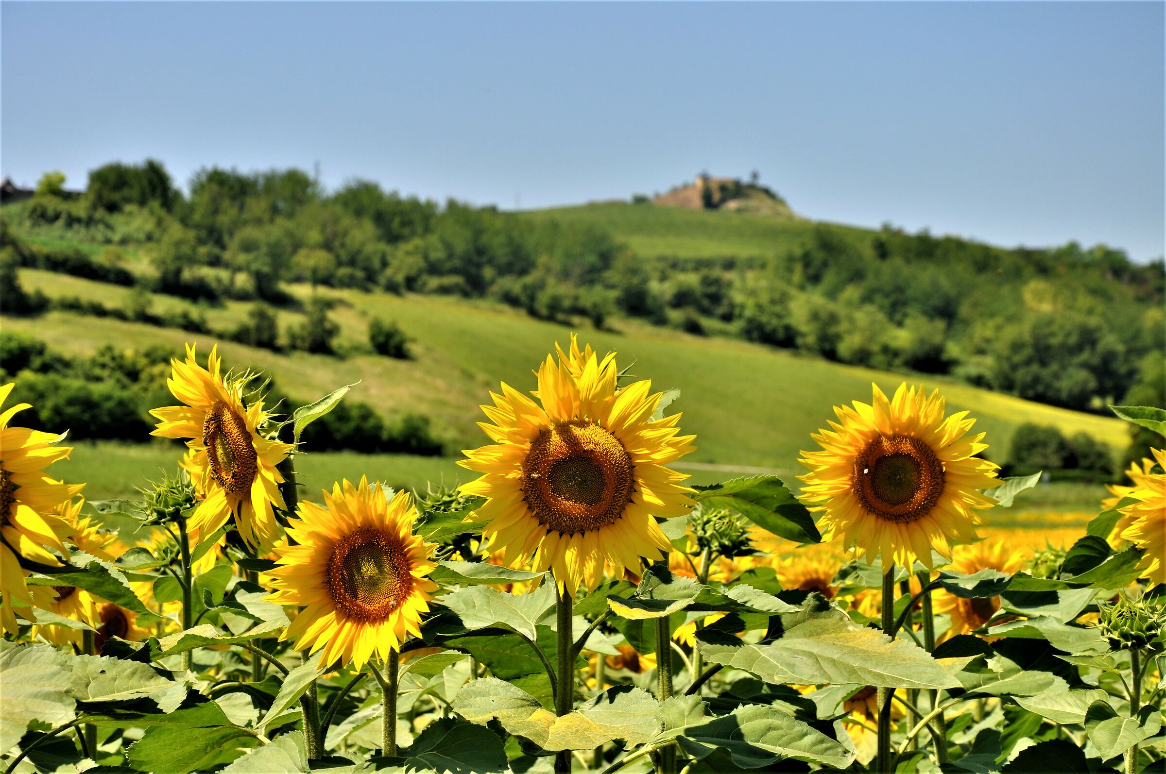 ... landscape with sunflowers......