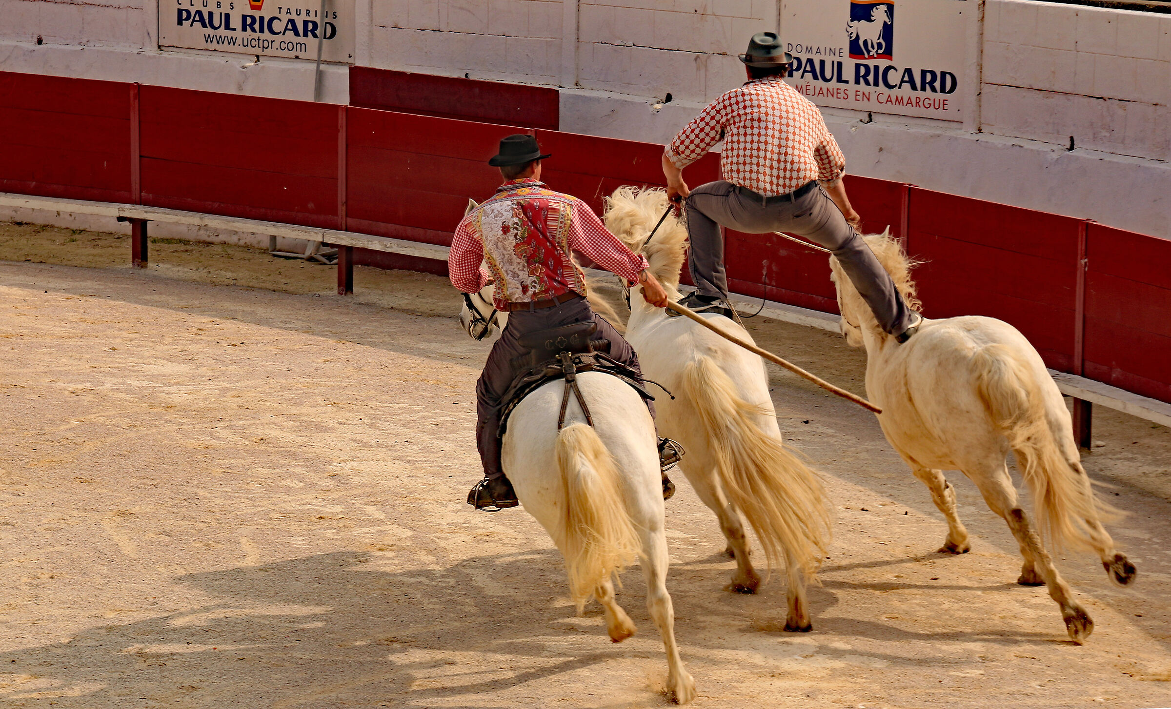 Camargue: Acrobatics with Camarghesi horses...
