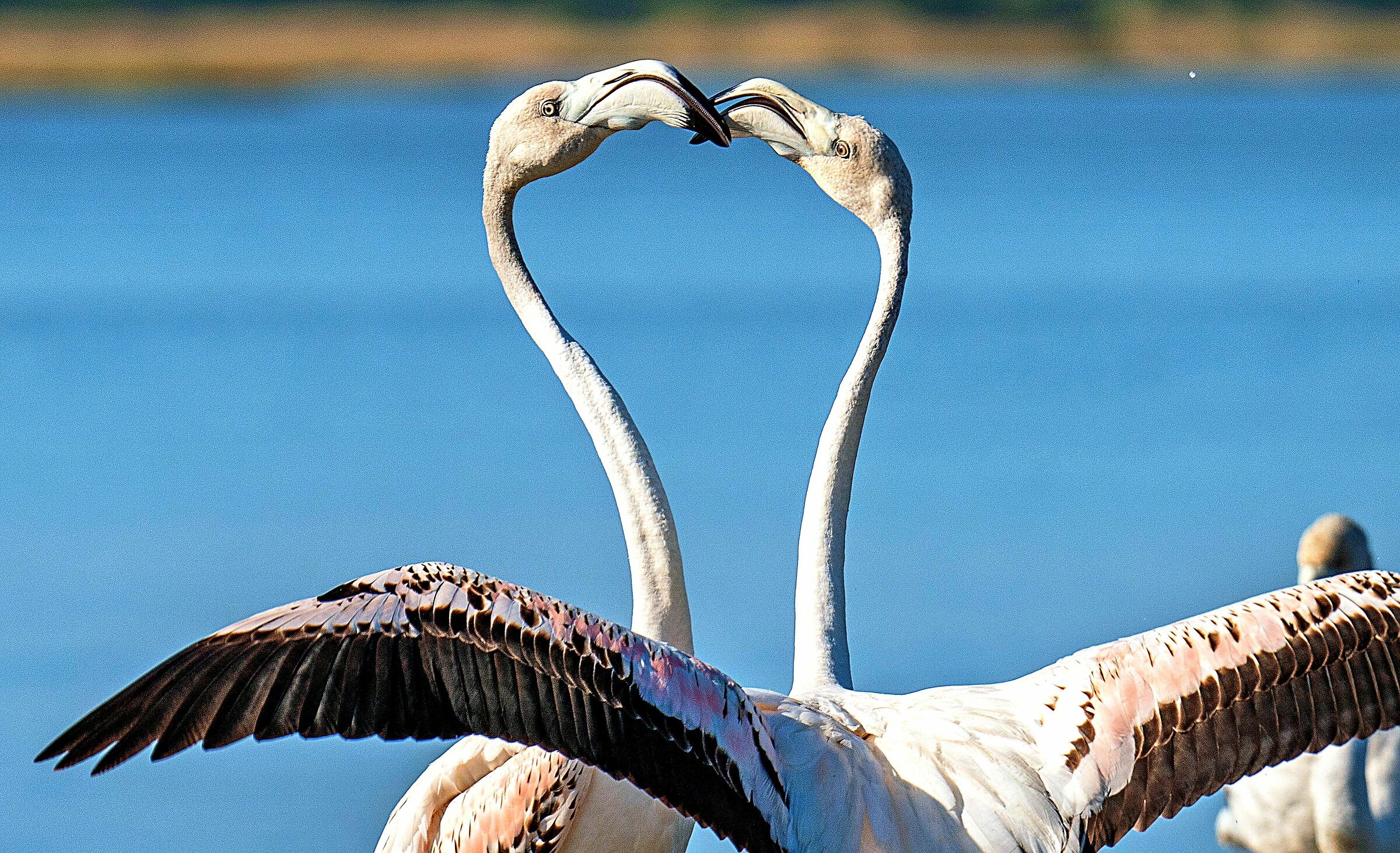 The embrace of young flamingos ...