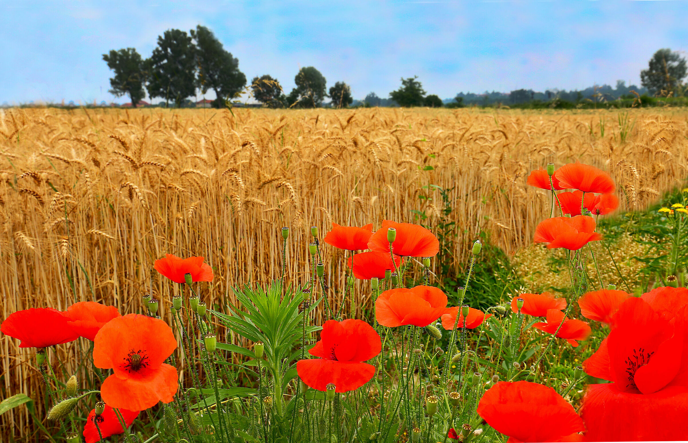 Wheat and Poppies...