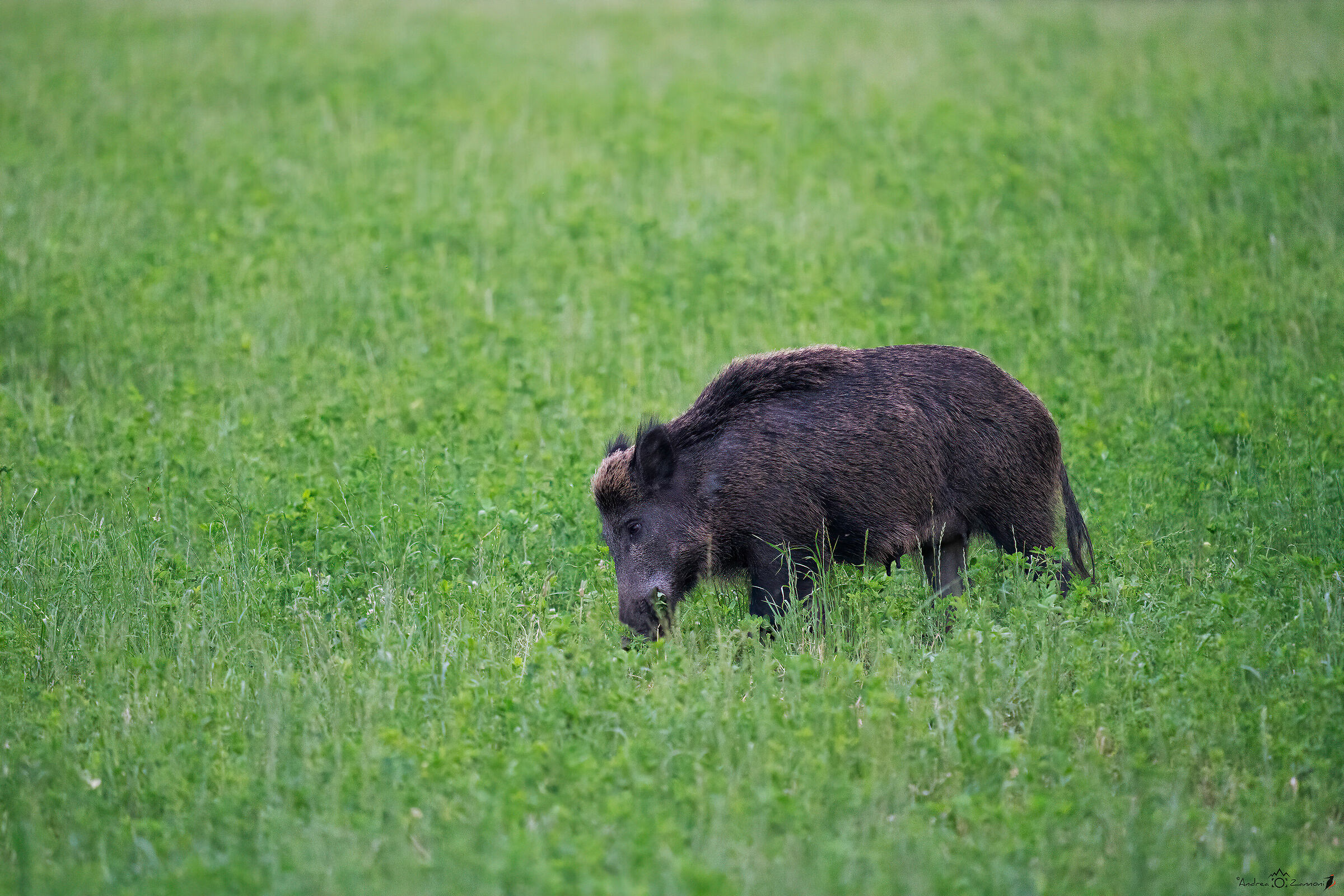 It's just a wild boar #4...