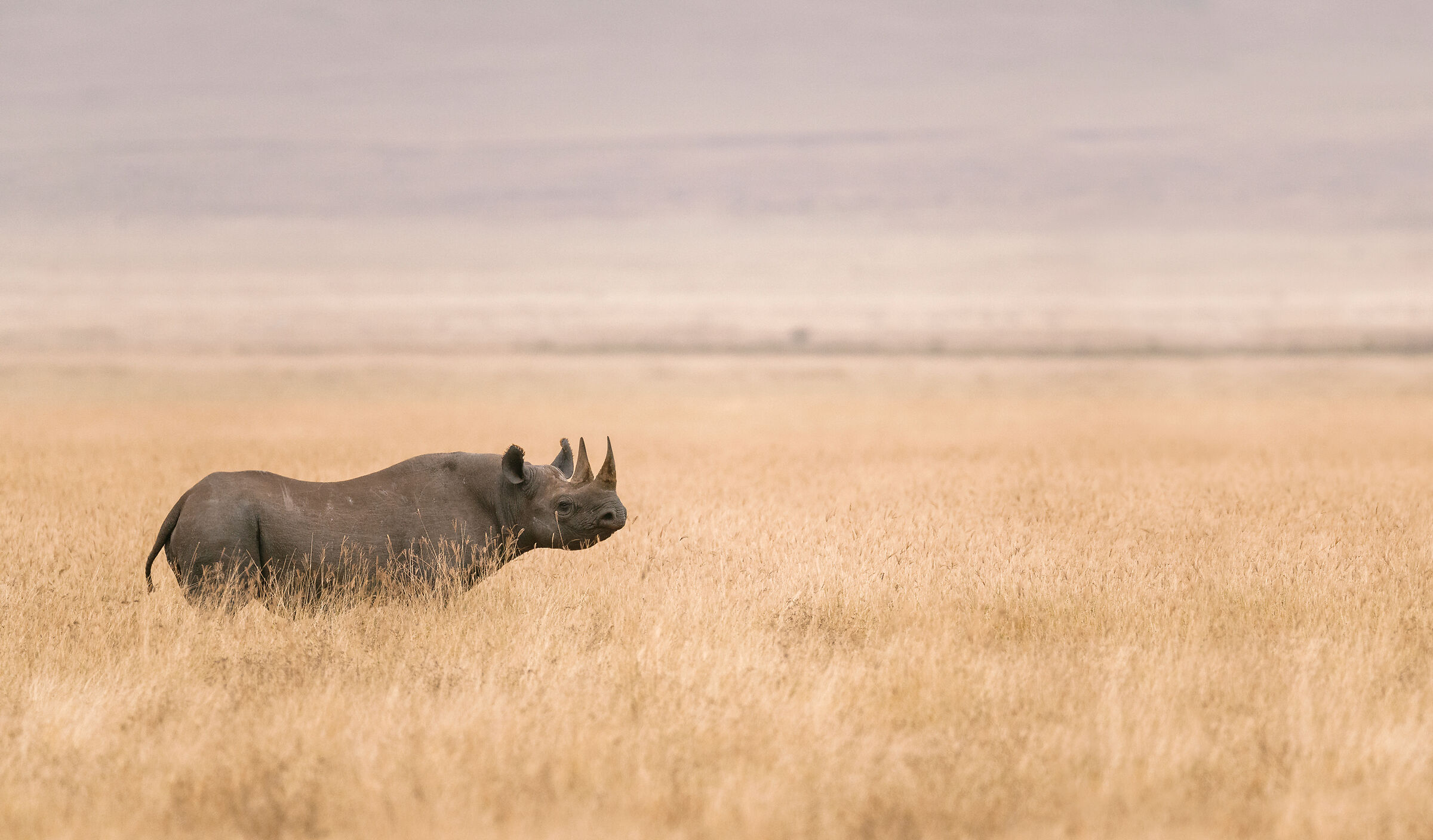 Black Rhino, Ngorongoro....