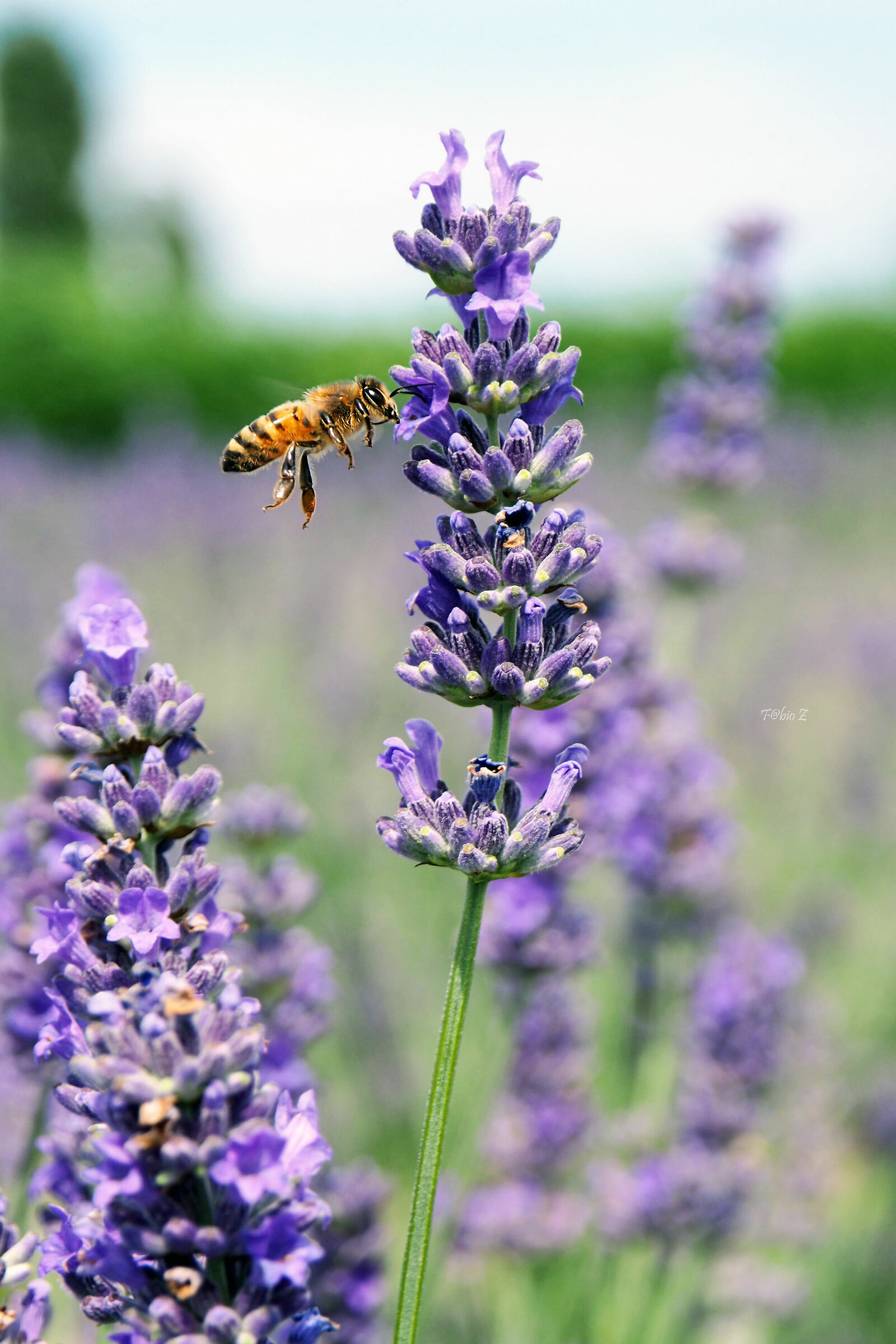 bee and lavender...