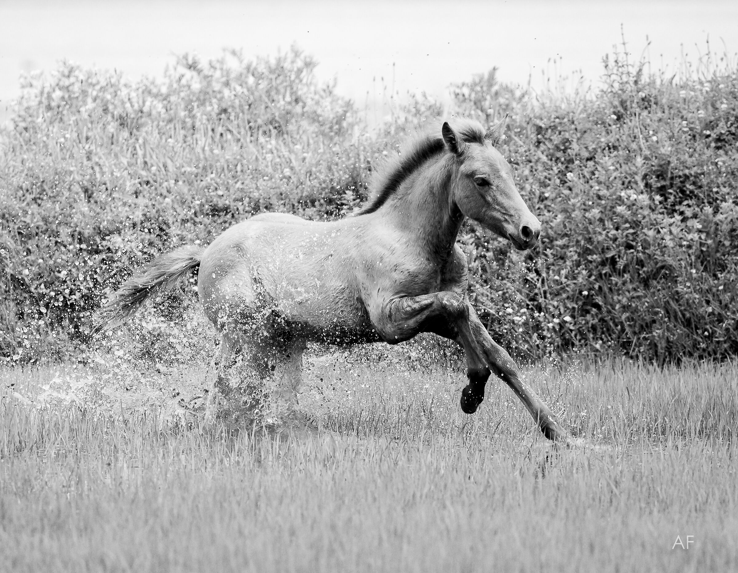 Young Camargue galloping...