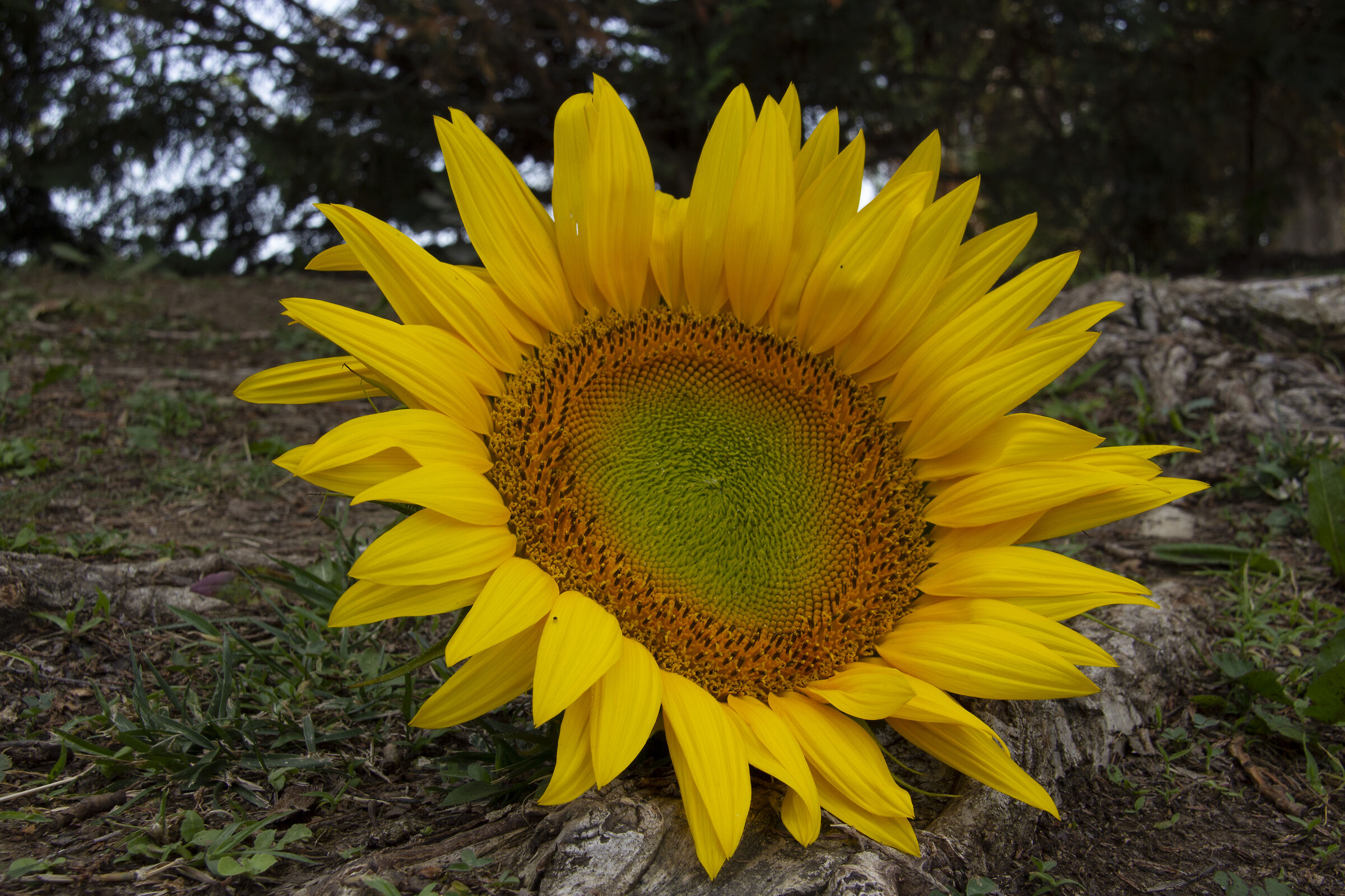 Sunflower, New California...