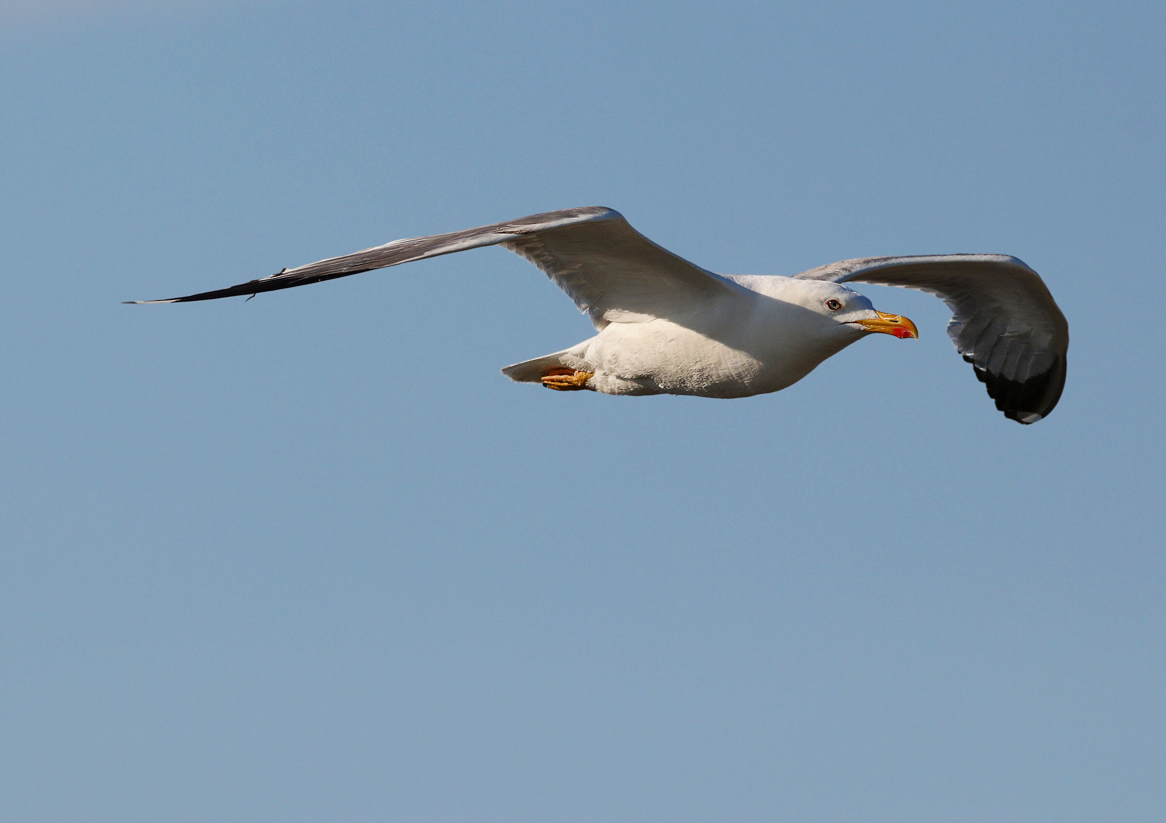 Seagull gliding...