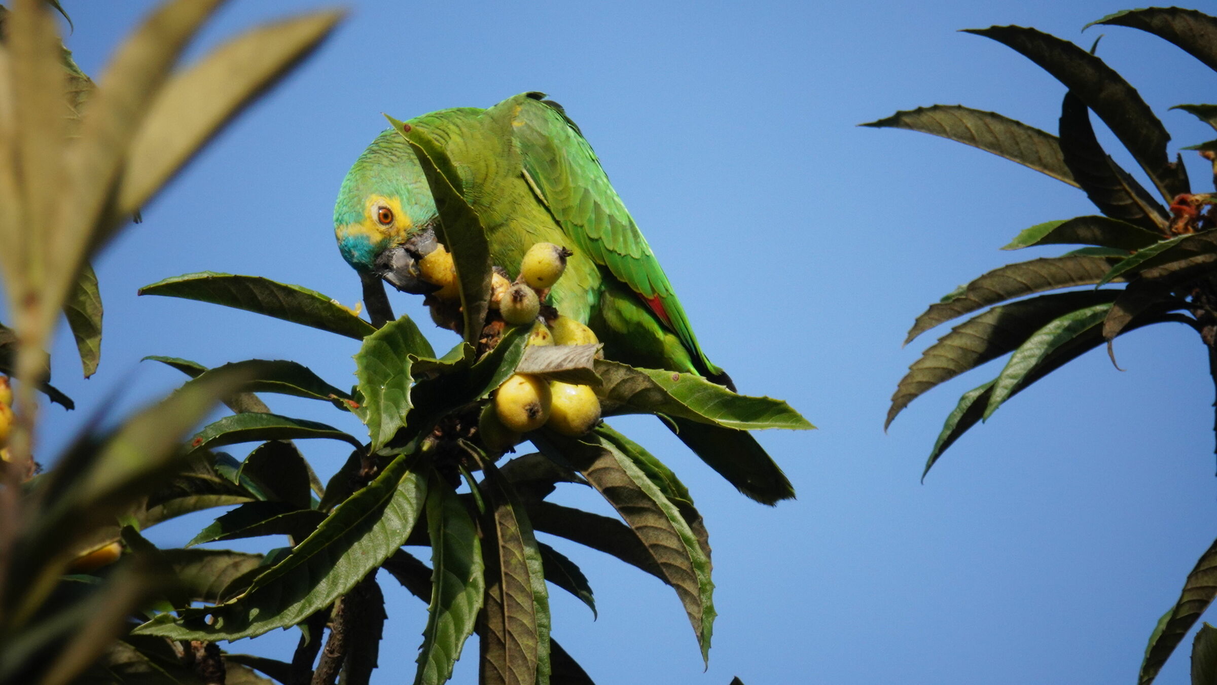 Green and yellow parrots...