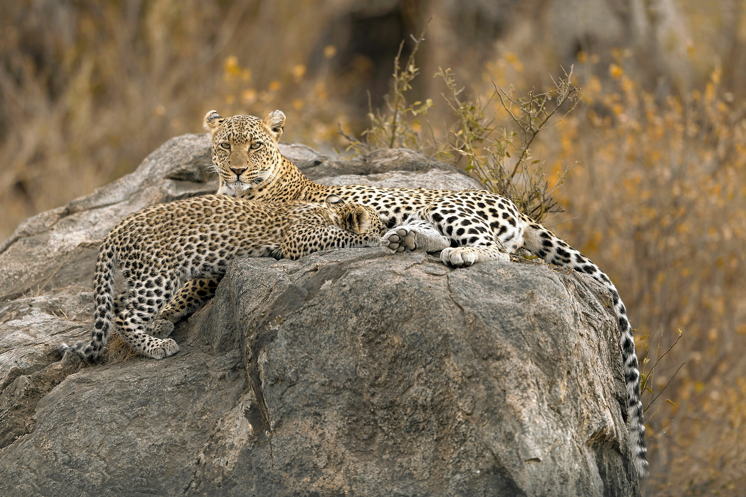 Leopard and cub, Serengeti....