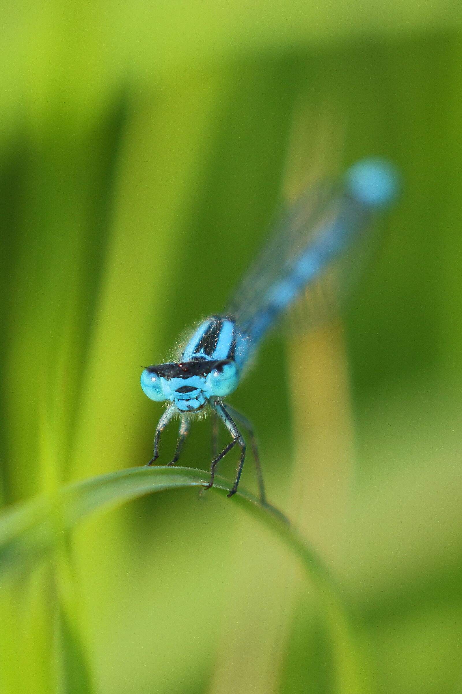 Blue dragonfly...