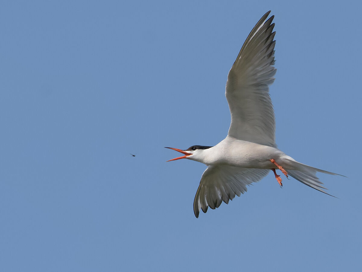 "not just fish" common tern (tern hirundo)...