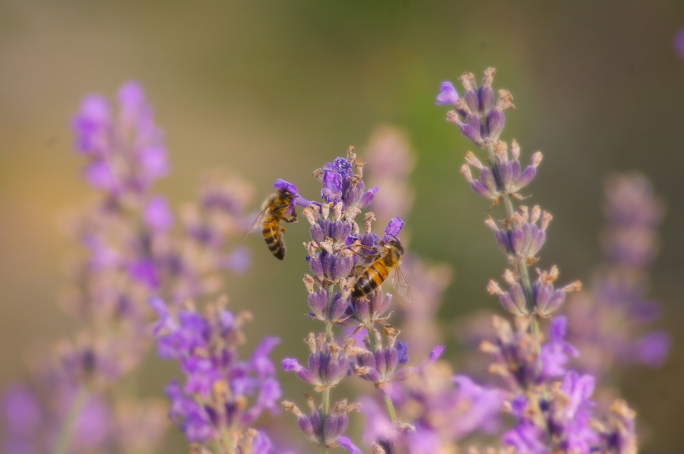 Bees and lavender flowers...