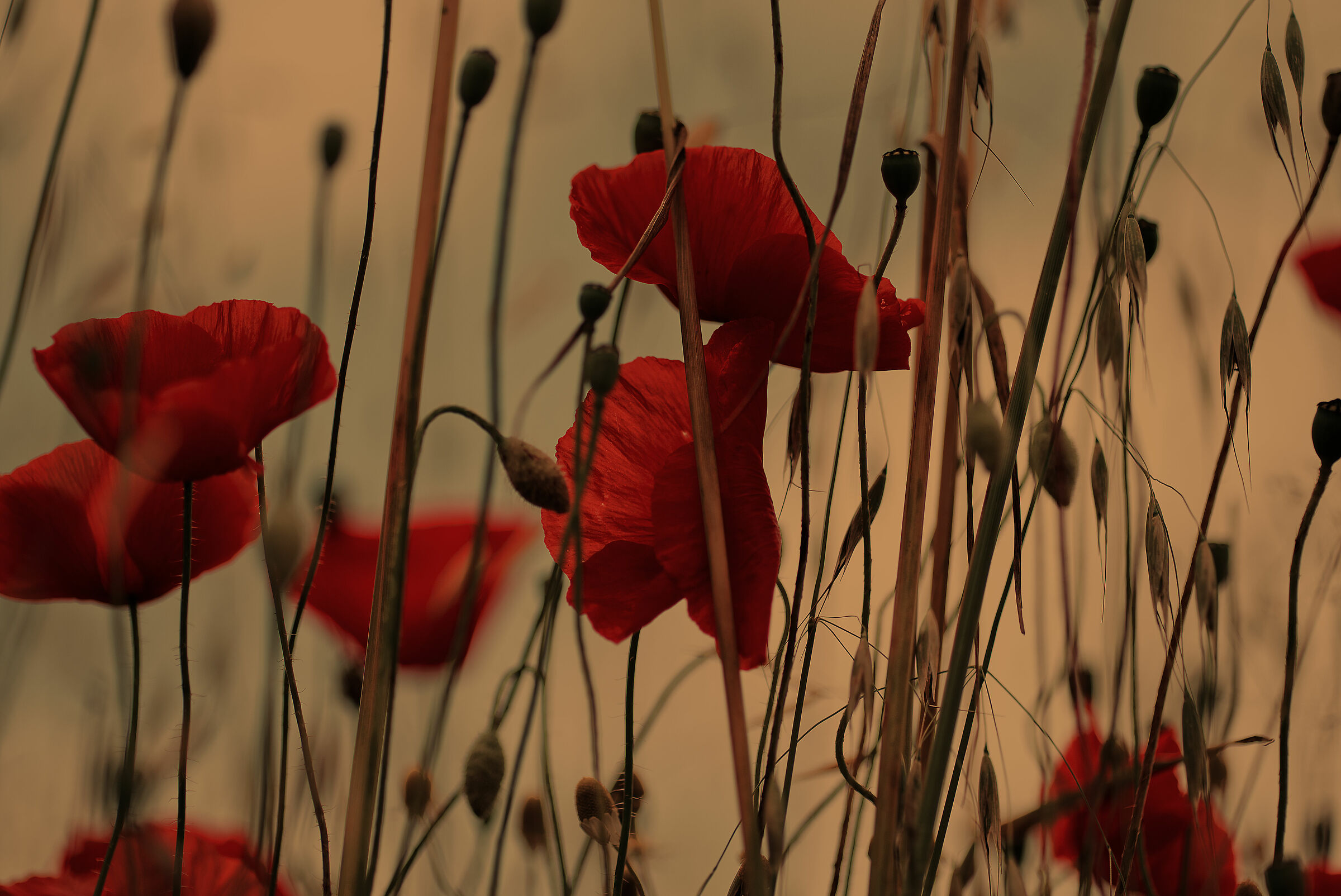 You know poppies are tall, tall, tall.......