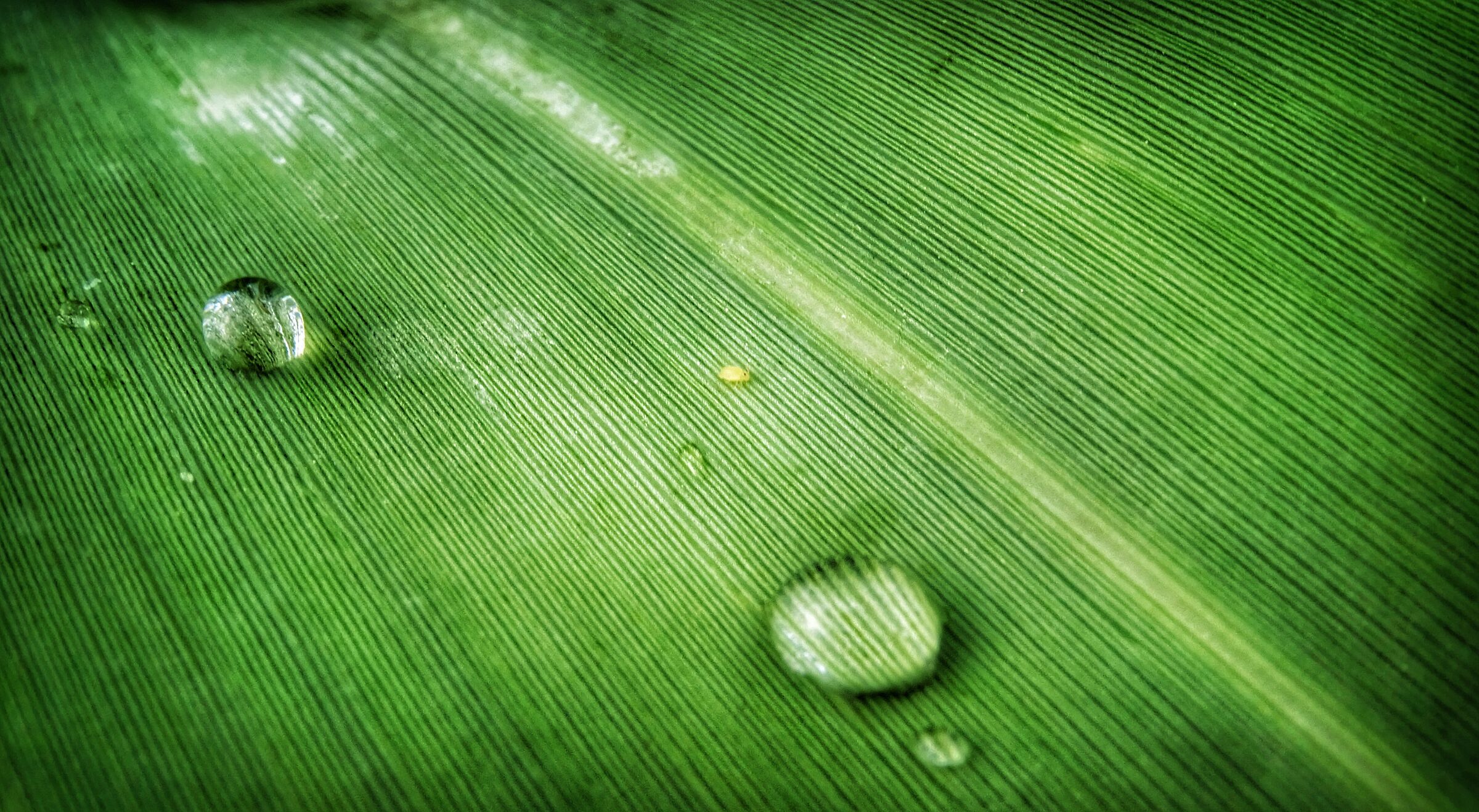 Dew on the leaf ...