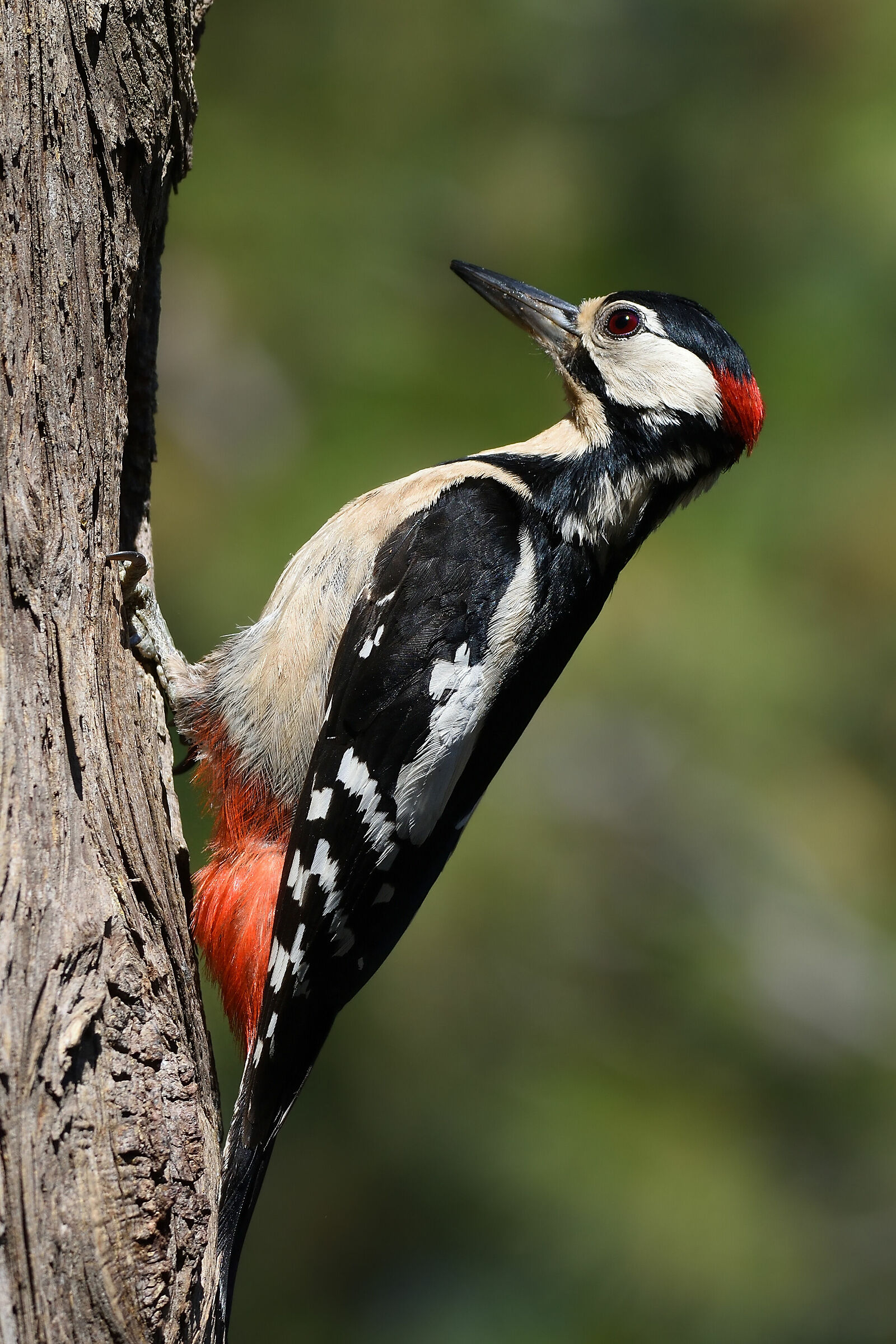 Pope woodpecker...