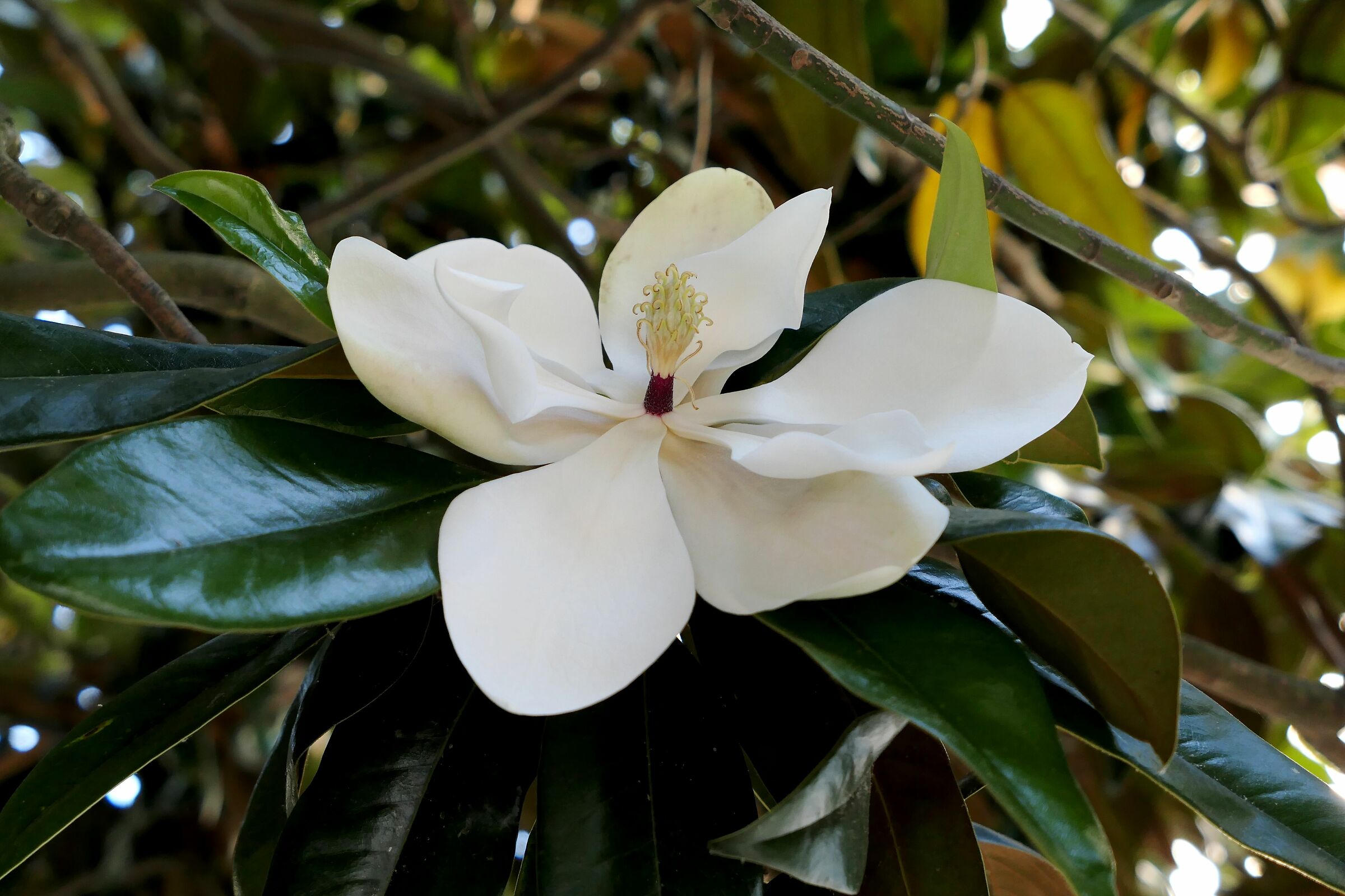 Fiore di Magnolia...