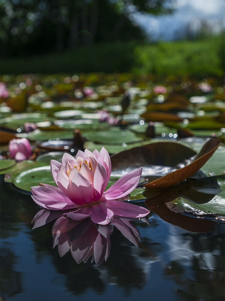 Flowering water lilies...