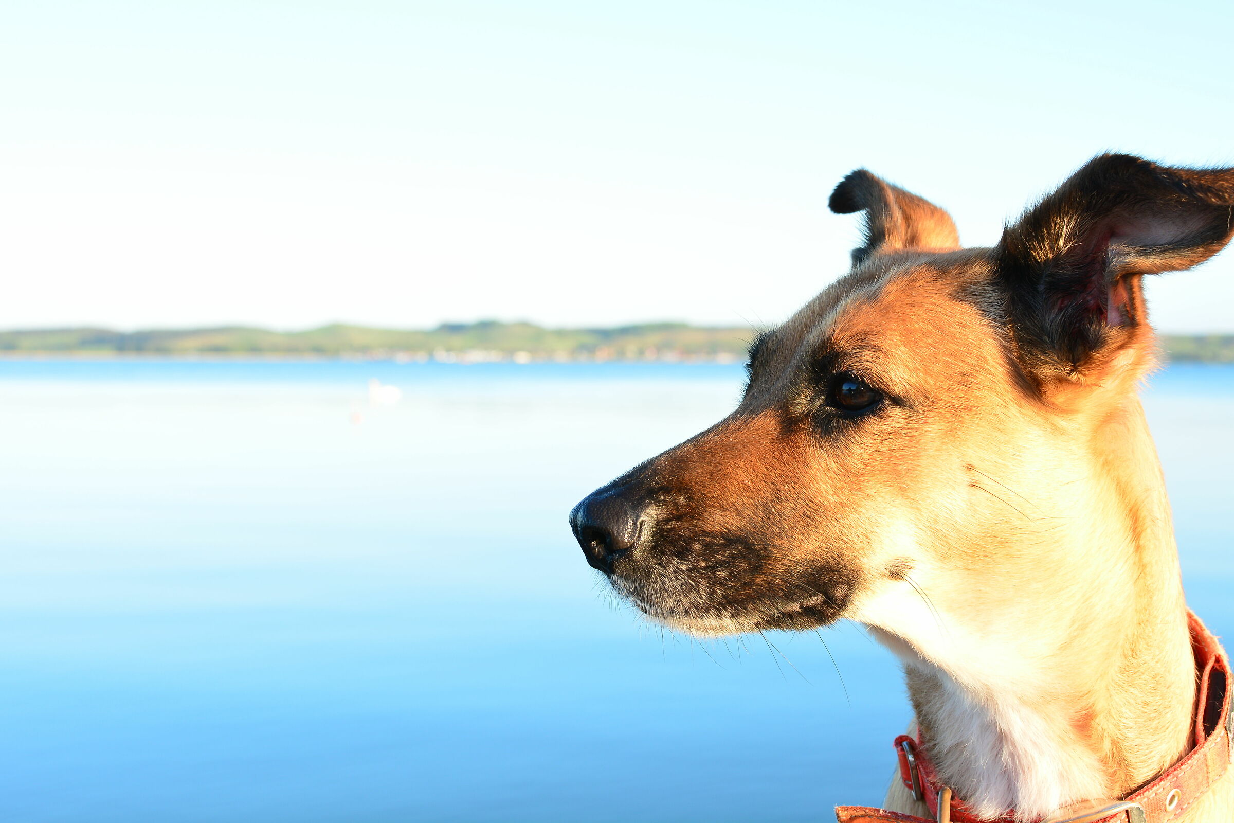 My Dog Leila on the Isle Rügen Eastsea Germany...