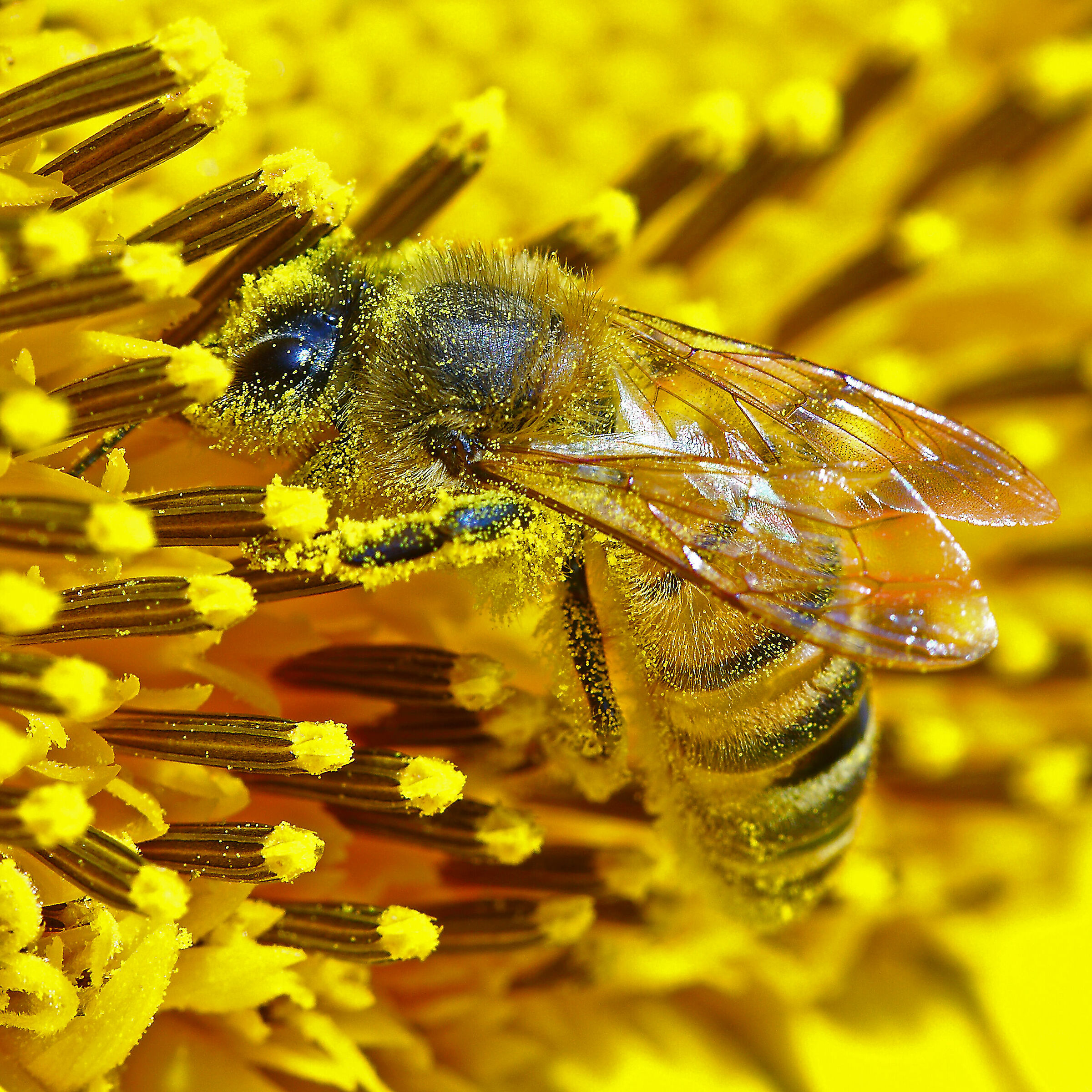Ape su girasole...