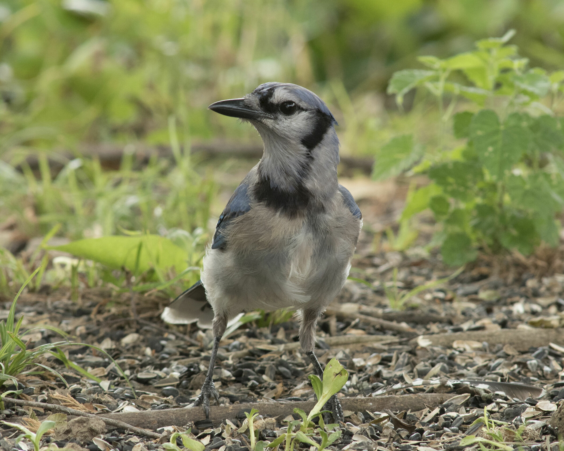 Young Blue Jay...