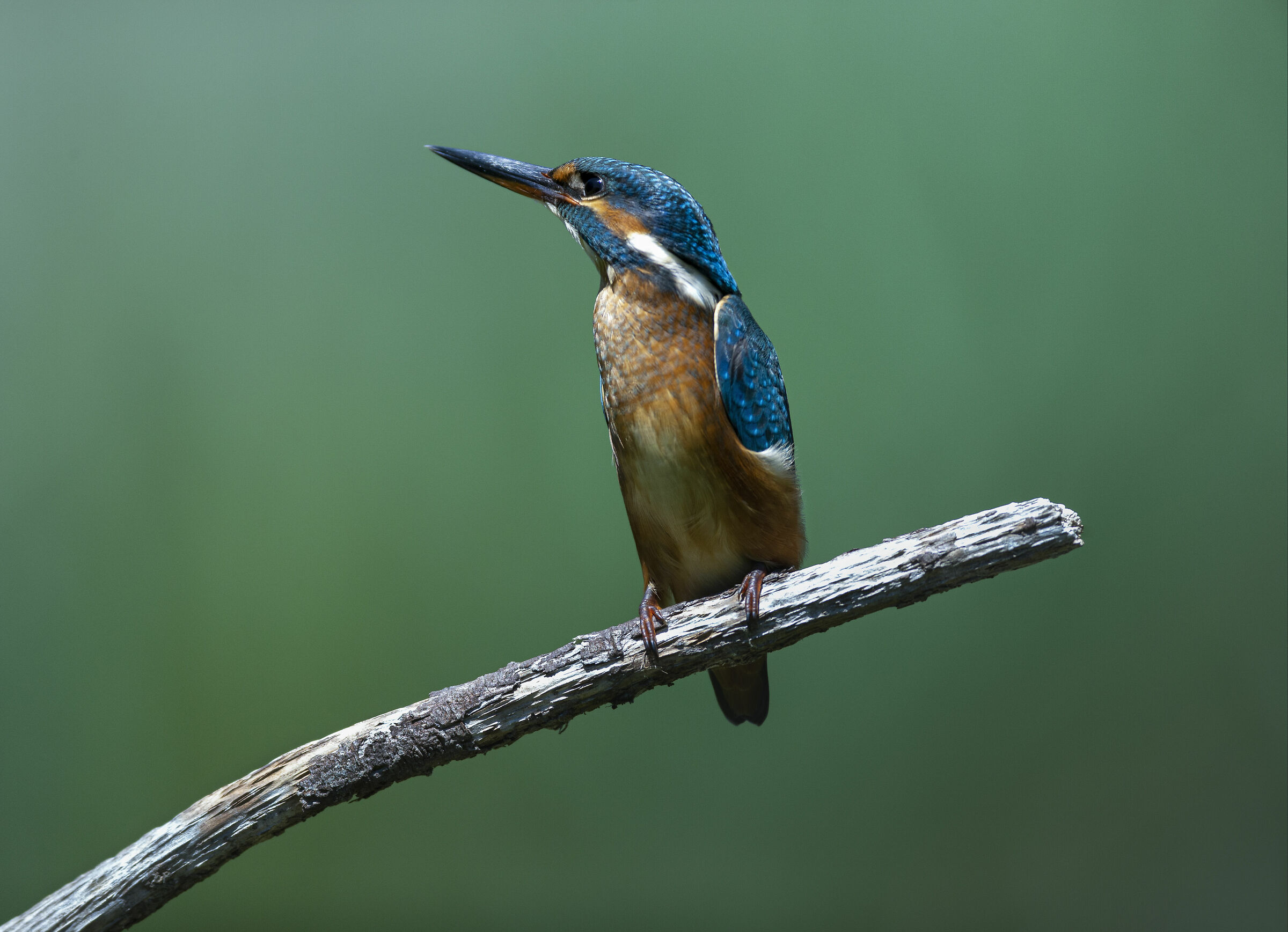 The King Fisher...