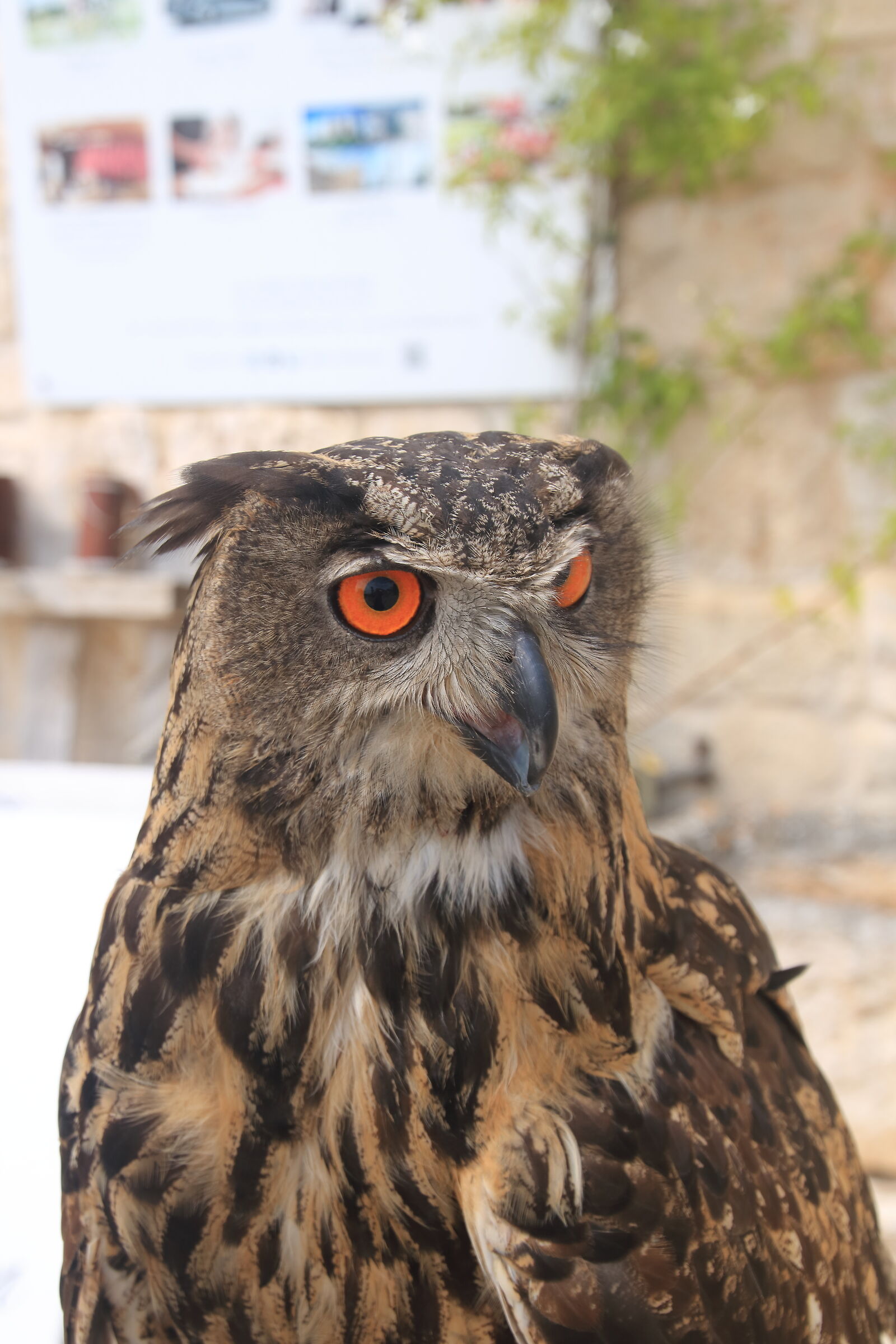 Royal Owl...