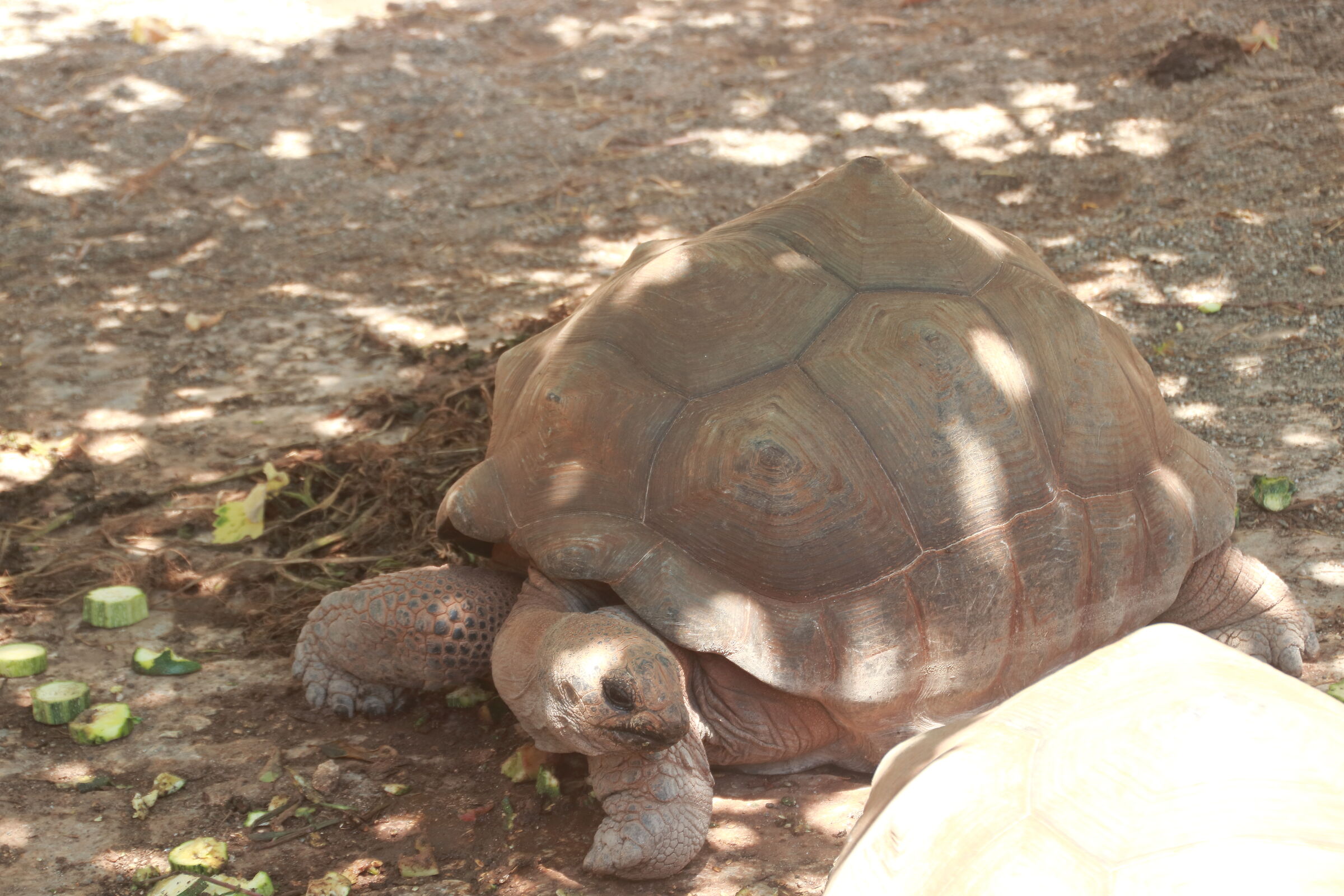 Galapagos Tortoise...