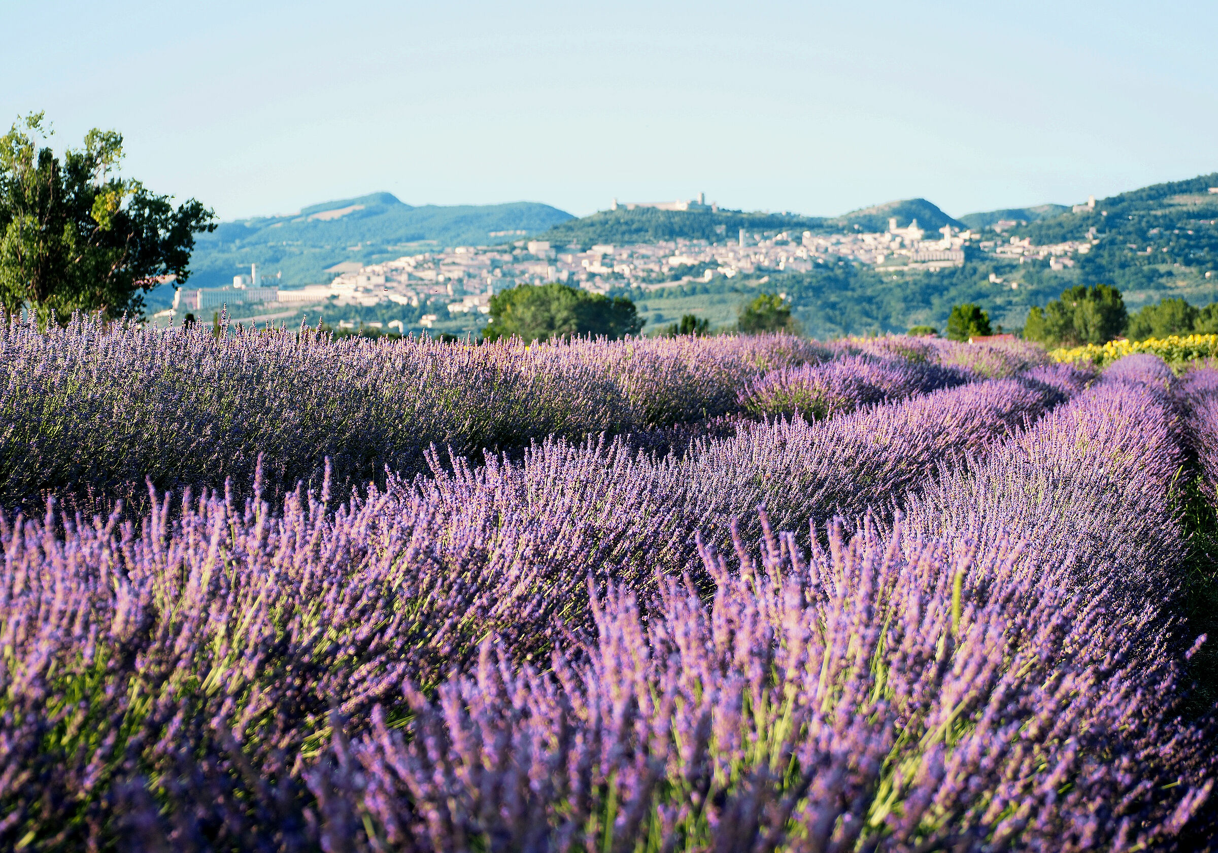 Assisi's Lavender...