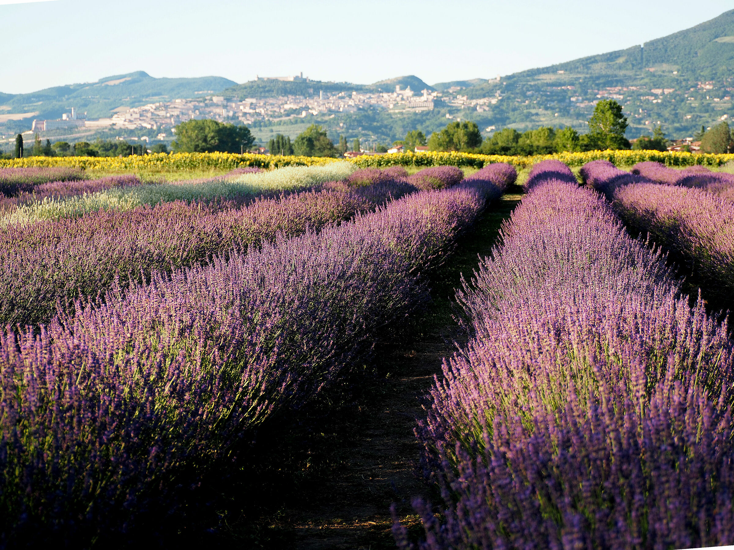 Assisi Lavender 2...