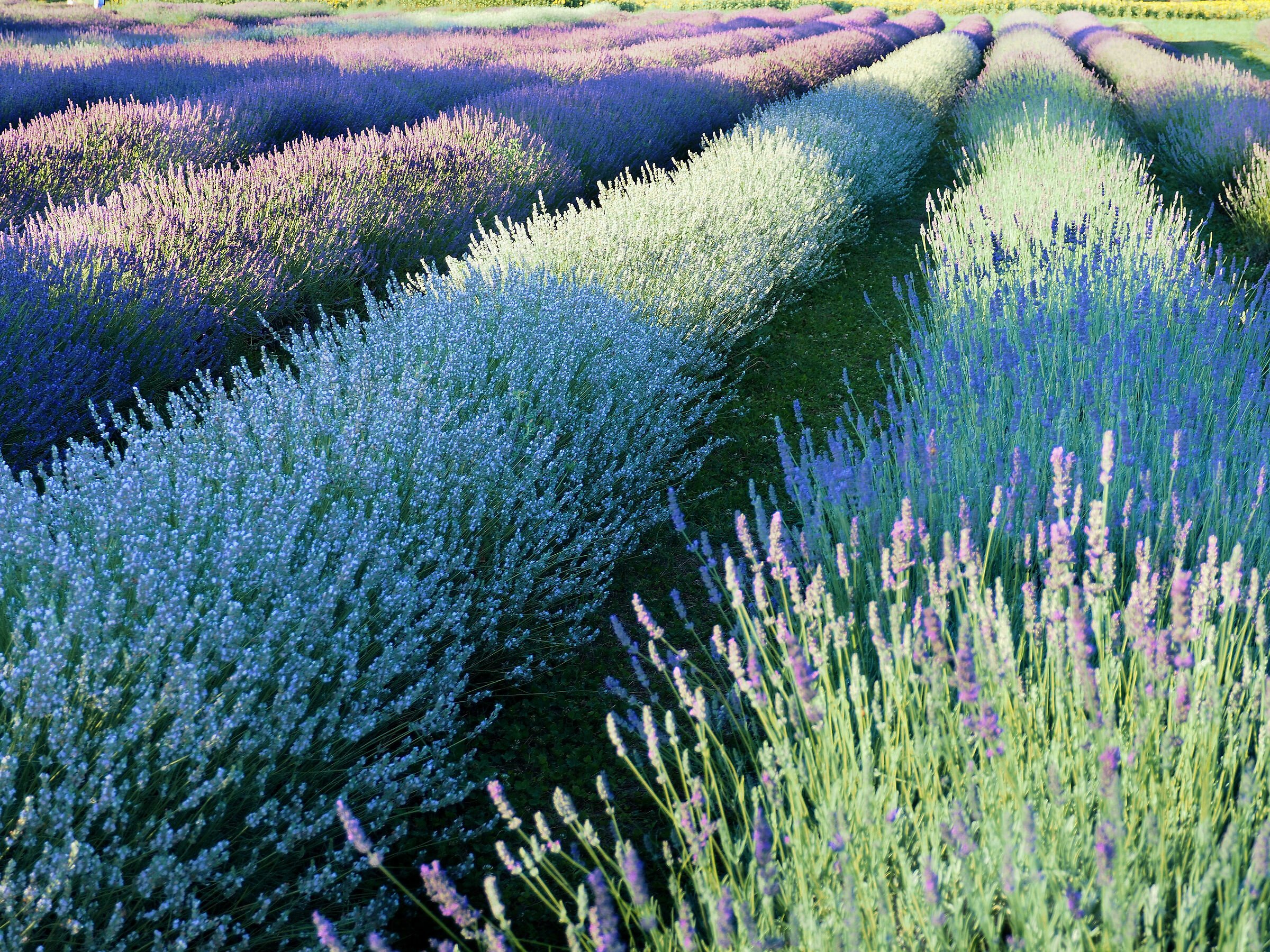 Assisi's Lavender 3...