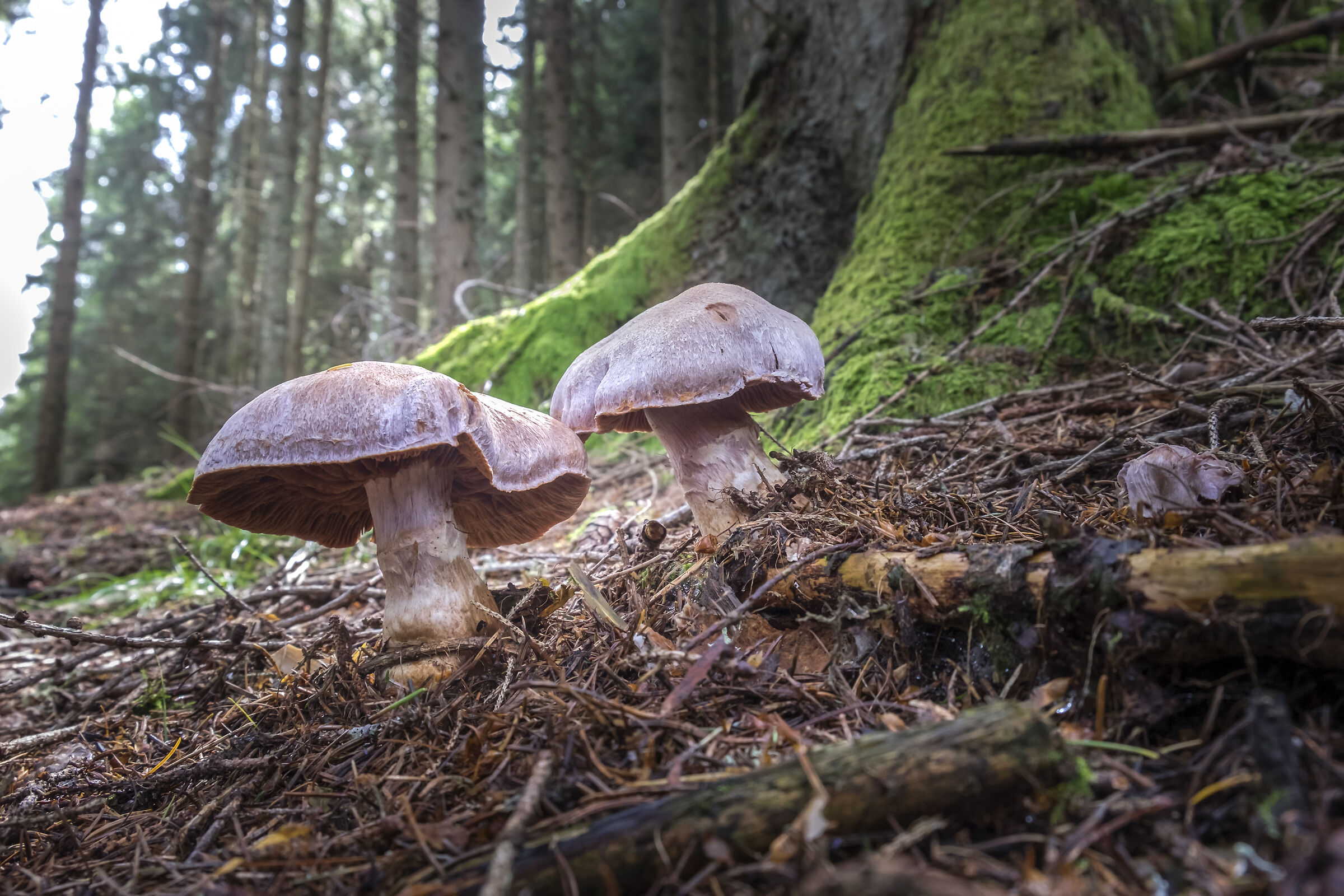 mushrooms in the undergrowth...