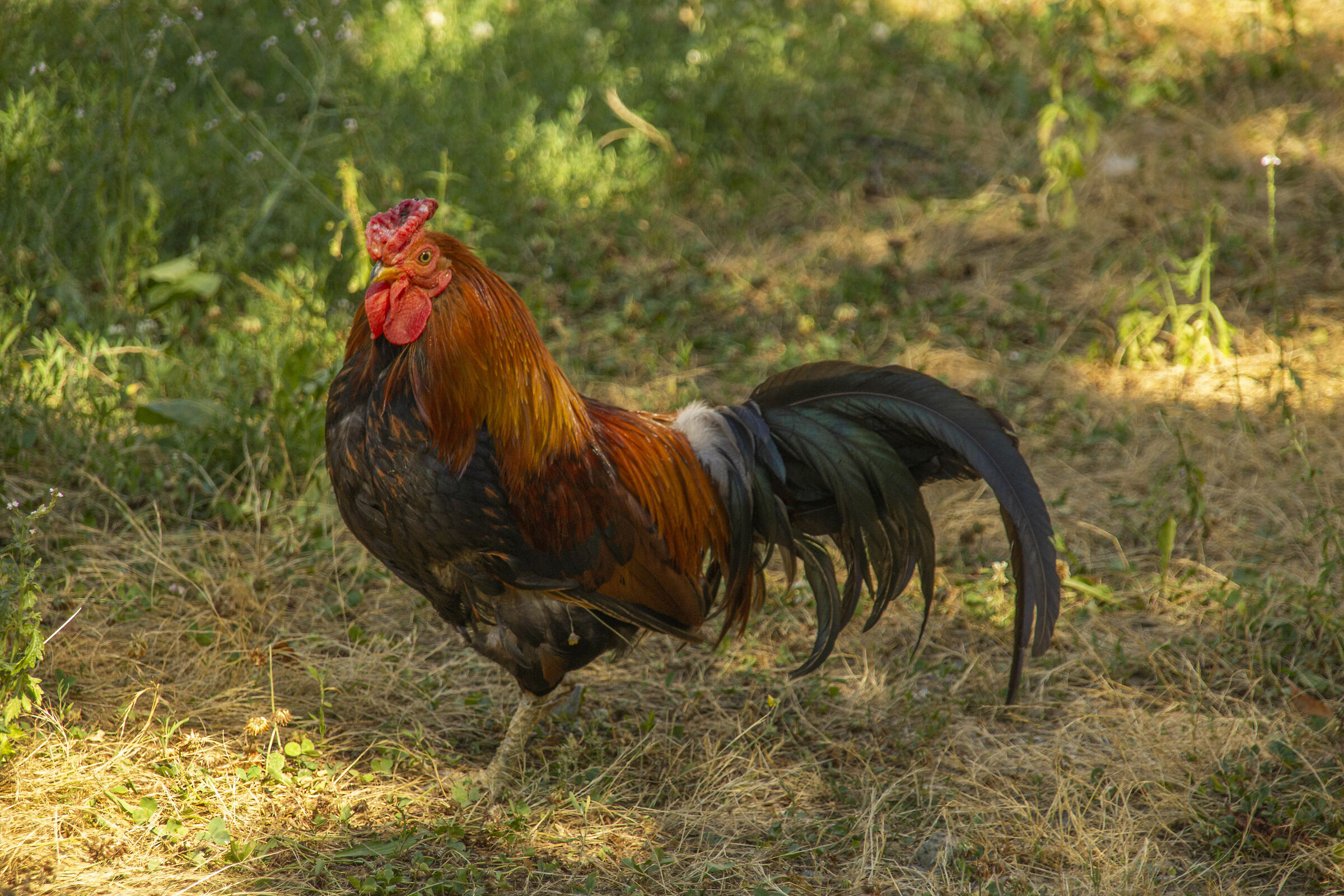 A proud rooster...