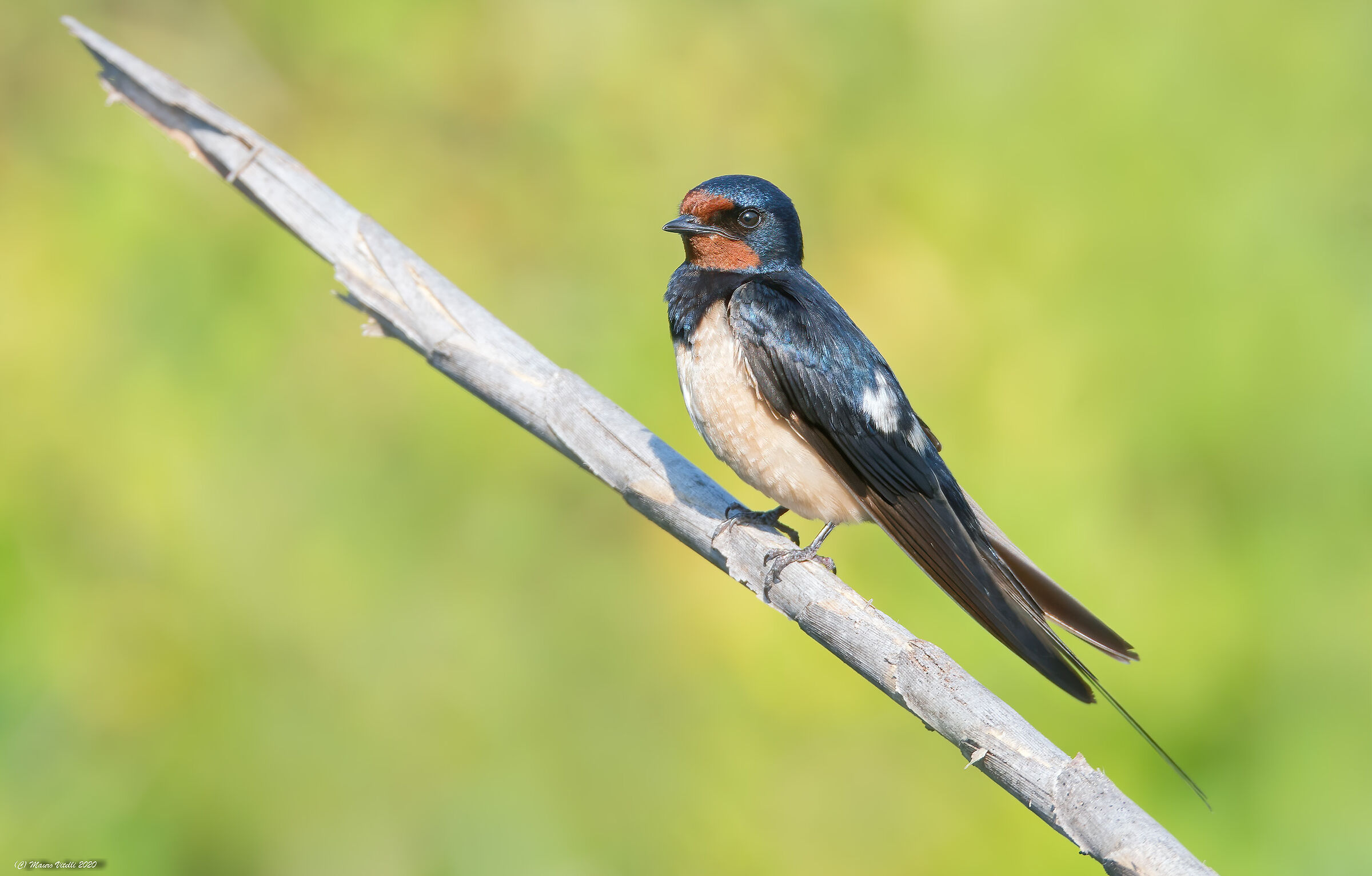 Swallow (Hirundo rustica)...